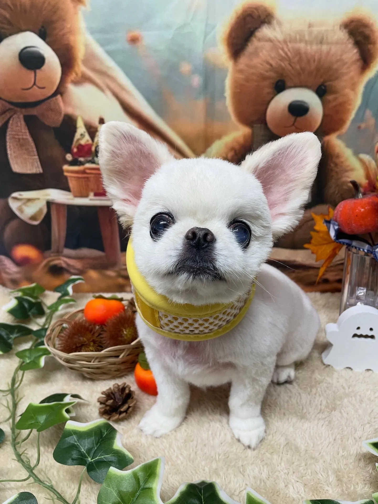 🍃今日のトリミング🍃ミックス犬🐶｜名東区・千種区・守山区の動...