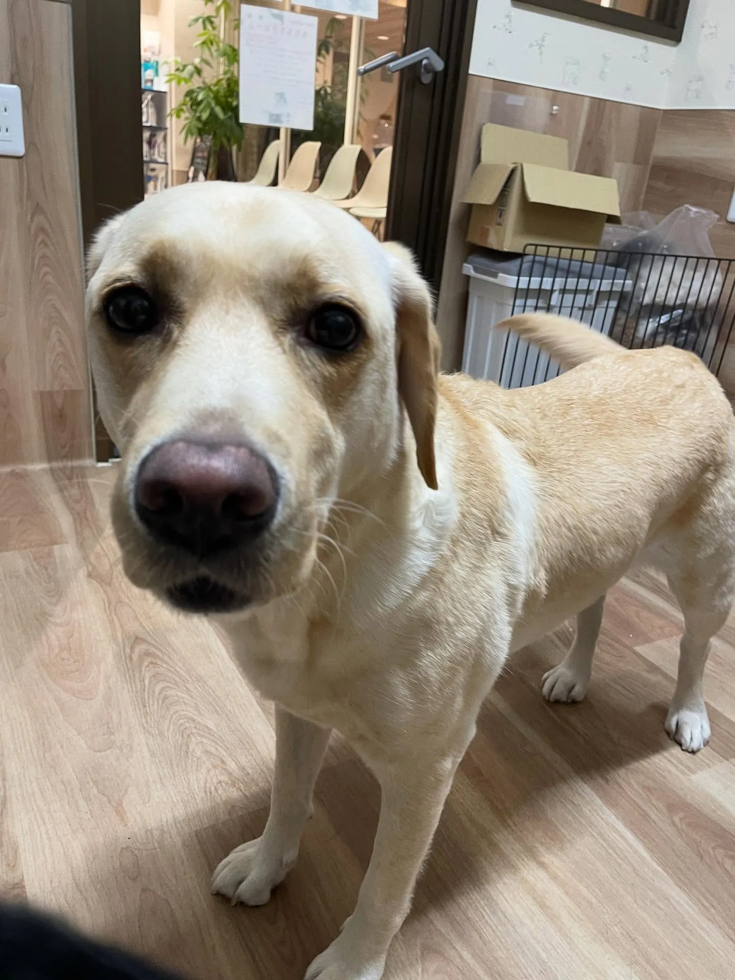 🍃今日のトリミング🍃ラブラドールレトリバー🐶｜名東区・千種区...