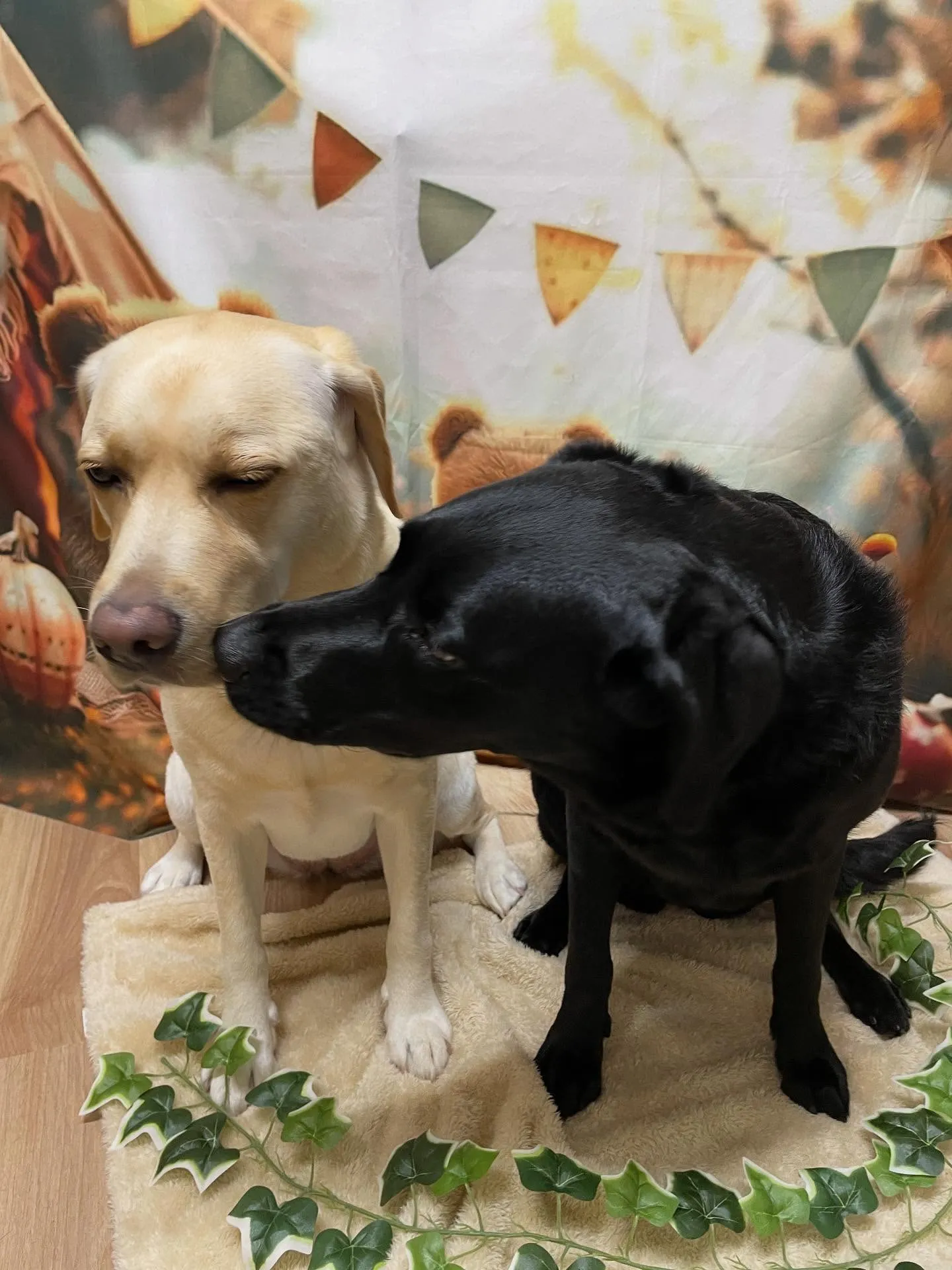 🍃今日のトリミング🍃ラブラドールレトリバー🐶｜名東区・千種区...