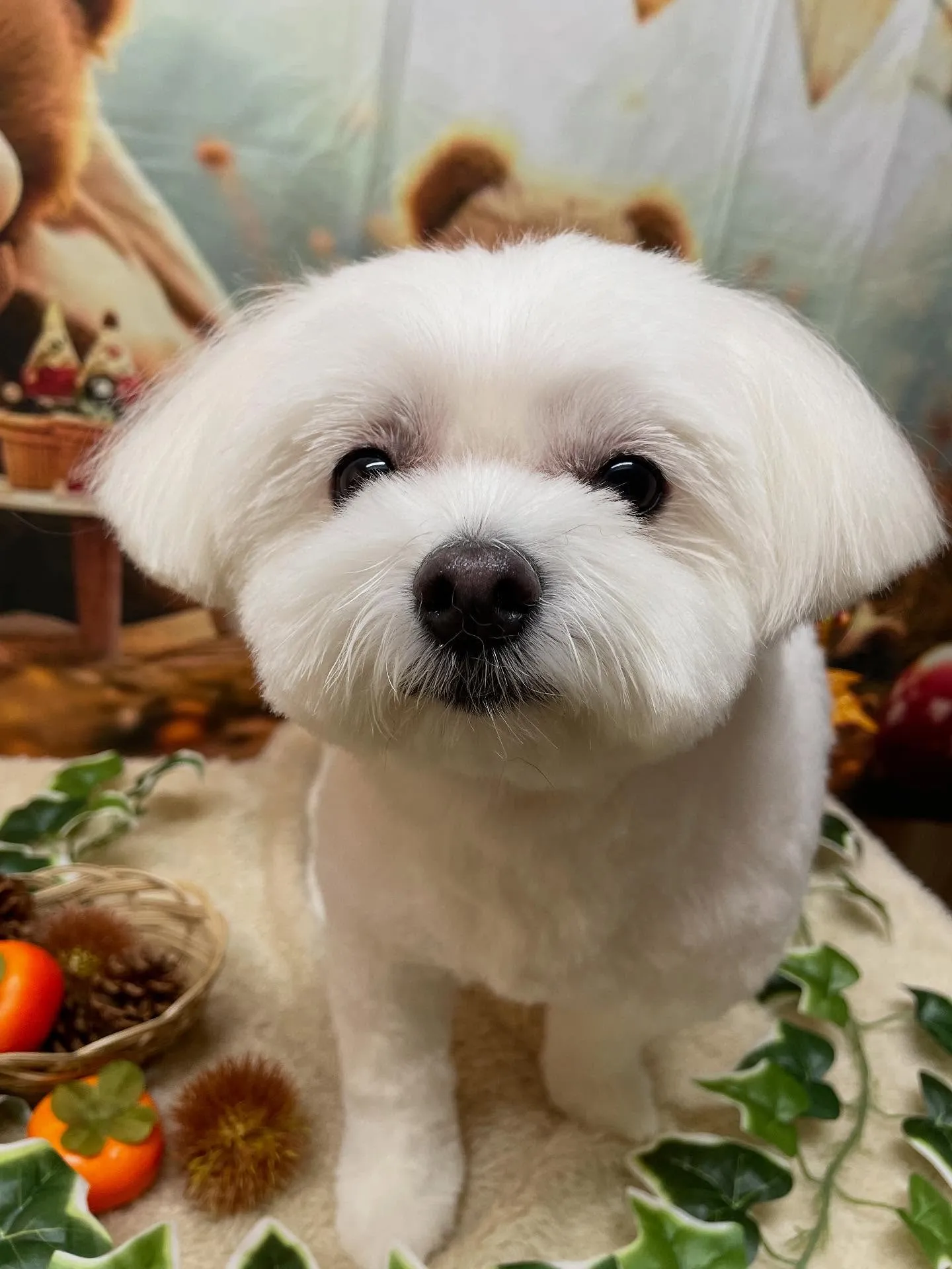 🍃今日のトリミング🍃ミックス犬🐶｜名東区・千種区・守山区の動...