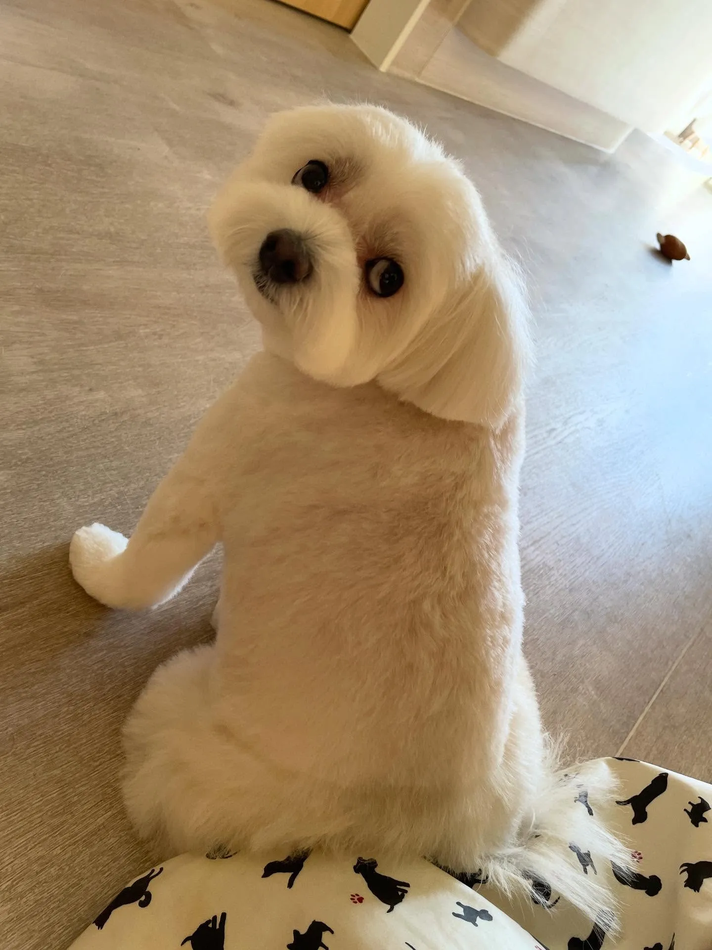 🍃今日のトリミング🍃ミックス犬🐶｜名東区・千種区・守山区の動...