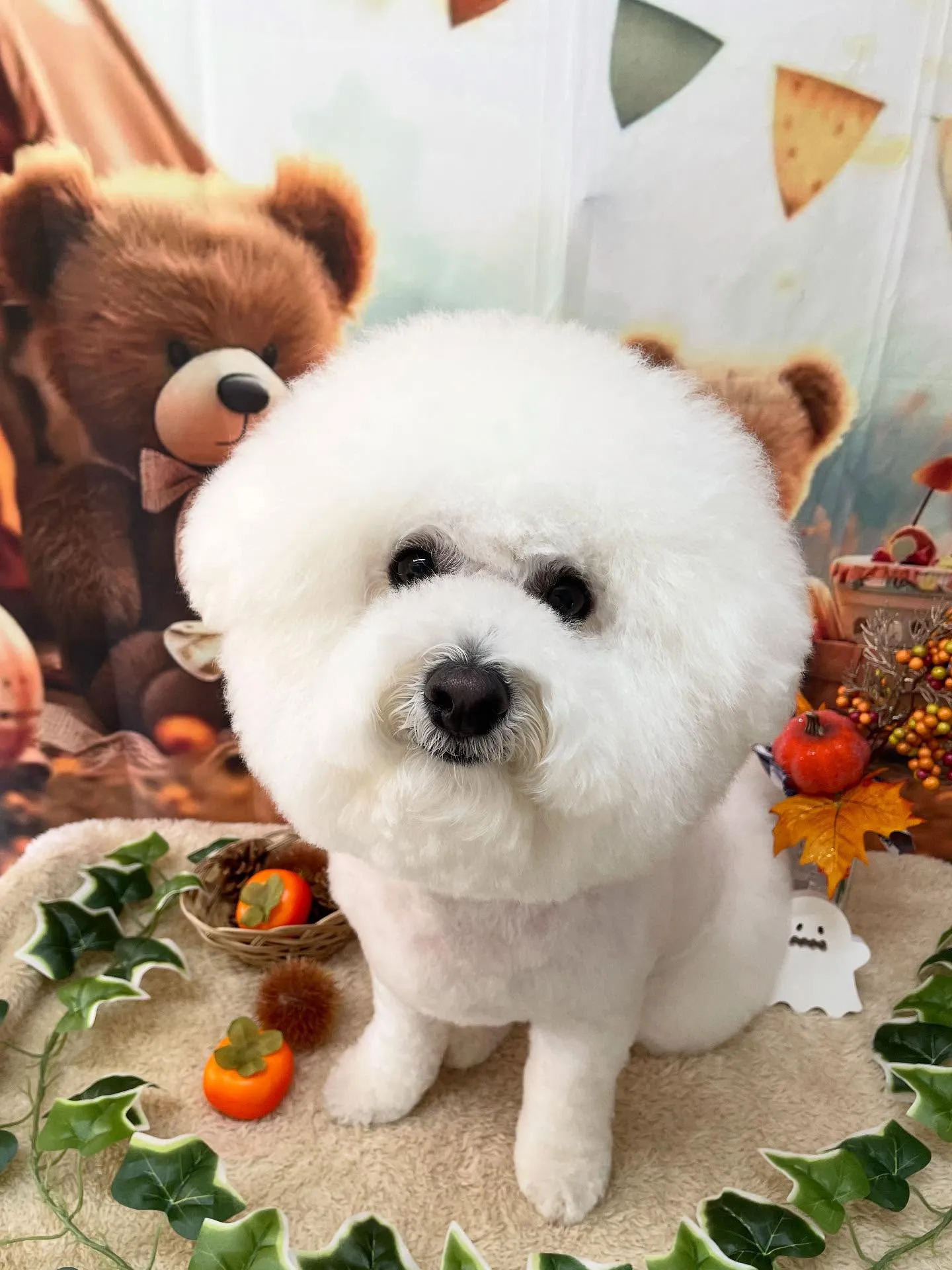 🍃今日のトリミング🍃ビション🐶｜名東区・千種区・守山区の動物...