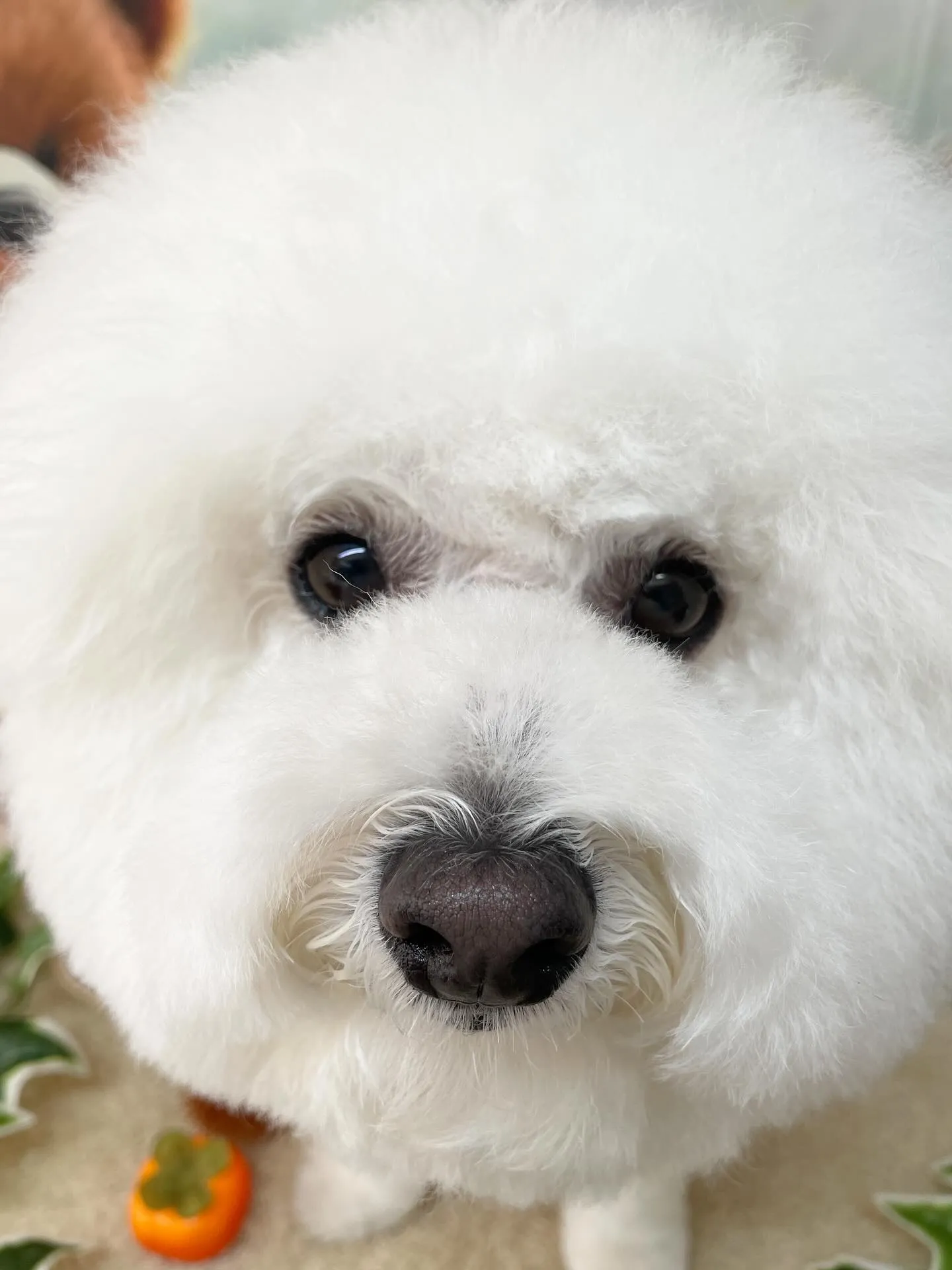 🍃今日のトリミング🍃ビション🐶｜名東区・千種区・守山区の動物...