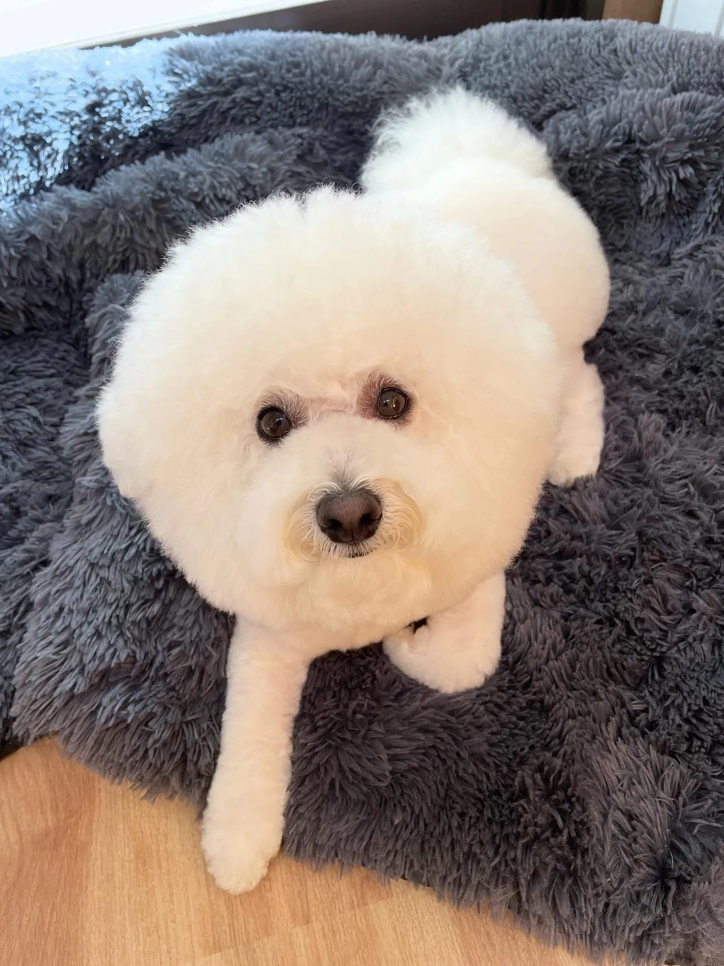 🍃今日のトリミング🍃ビション🐶｜名東区・千種区・守山区の動物...