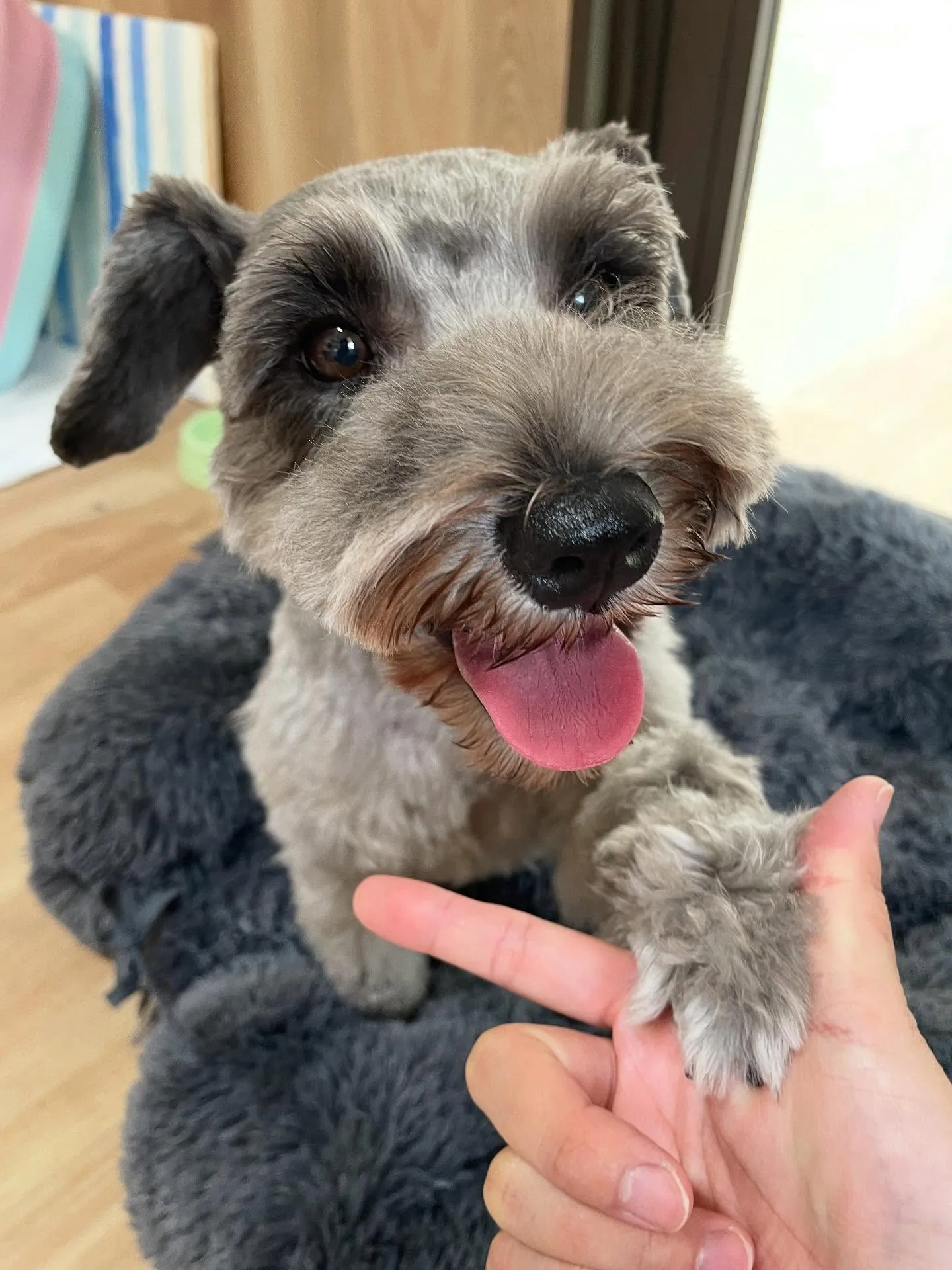 🍃今日のトリミング🍃シュナウザー🐶｜名東区・千種区・守山区の...