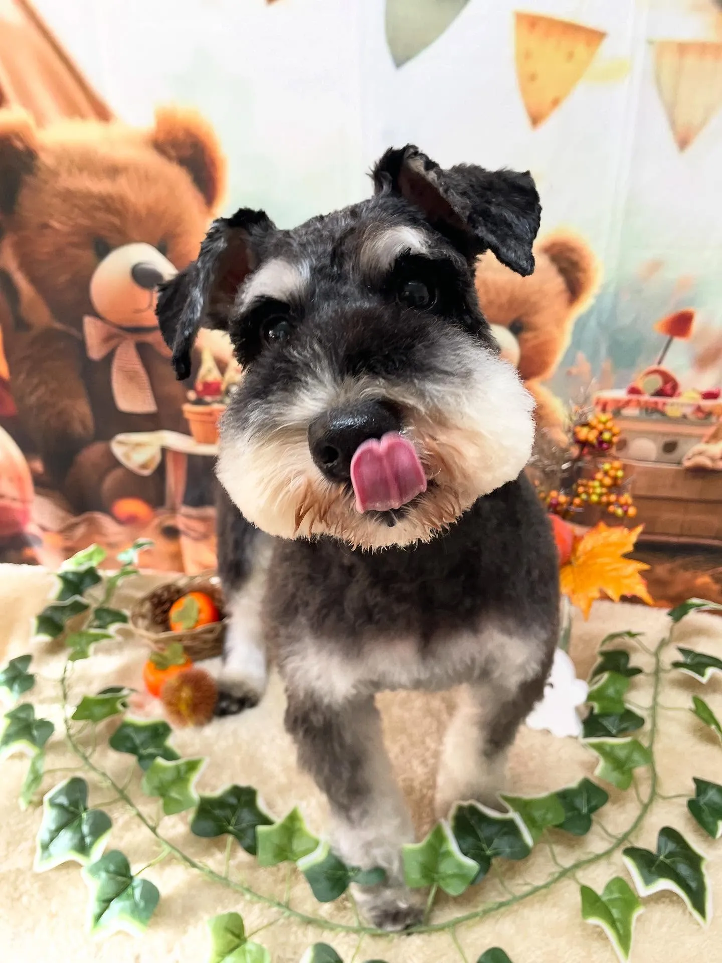 🍃今日のトリミング🍃シュナウザー🐶｜名東区・千種区・守山区の...