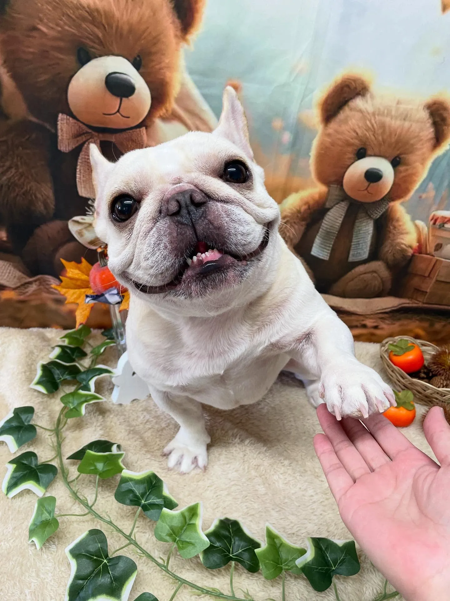🍃今日のトリミング🍃フレンチブルドッグ🐶｜名東区・千種区・守...