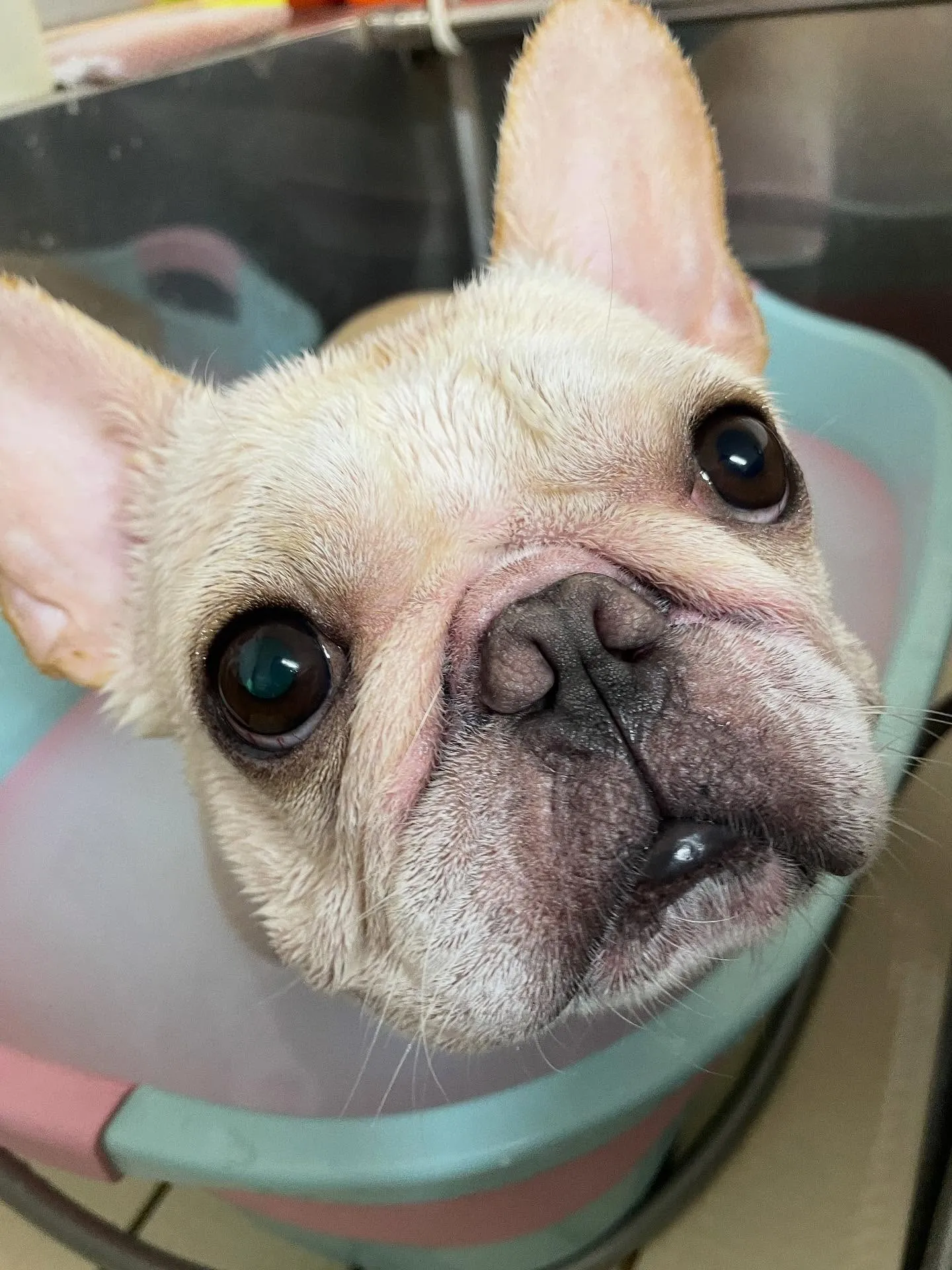 🍃今日のトリミング🍃フレンチブルドッグ🐶｜名東区・千種区・守...