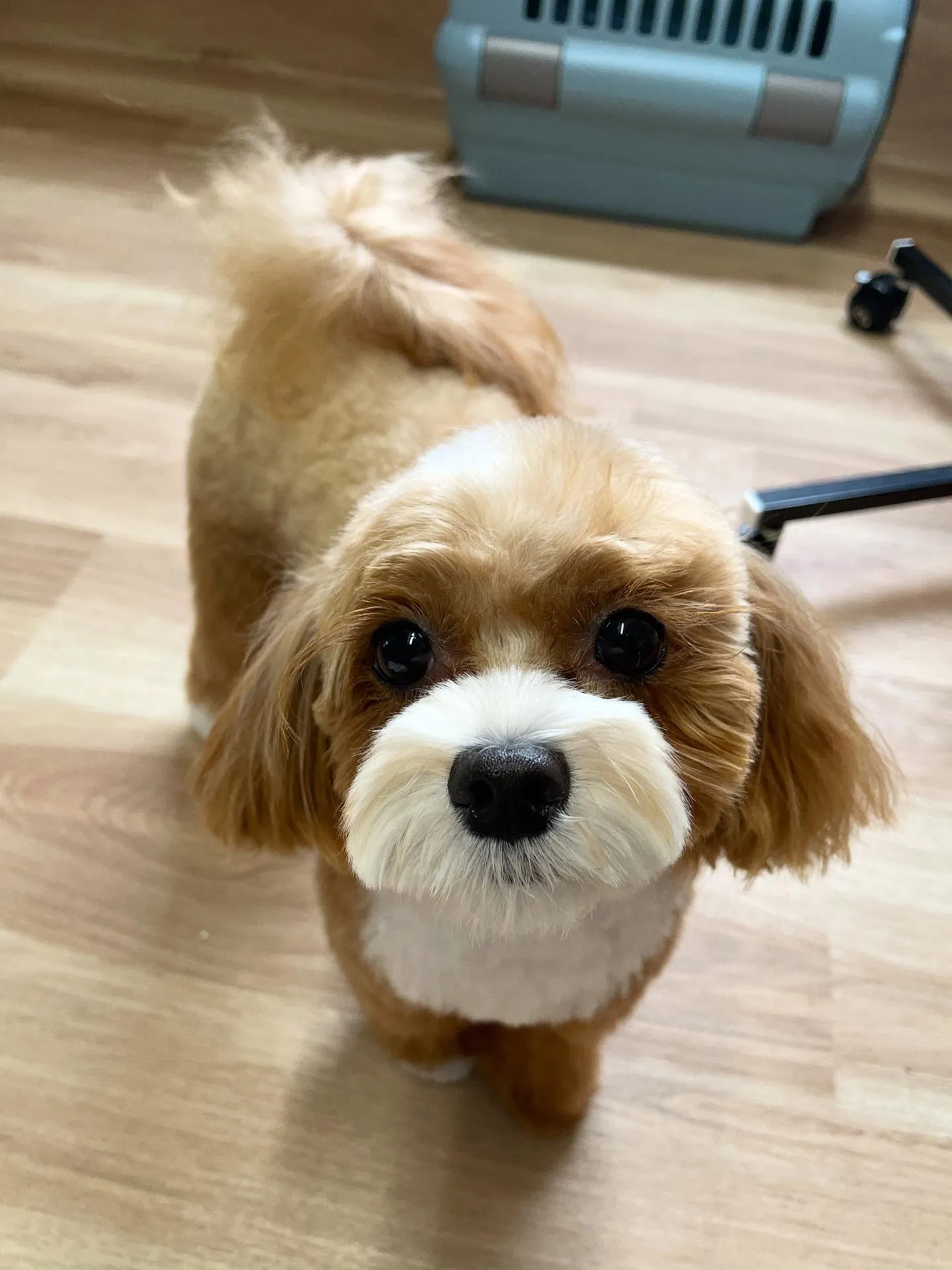 🍃今日のトリミング🍃ミックス犬🐶｜名東区・千種区・守山区の動...
