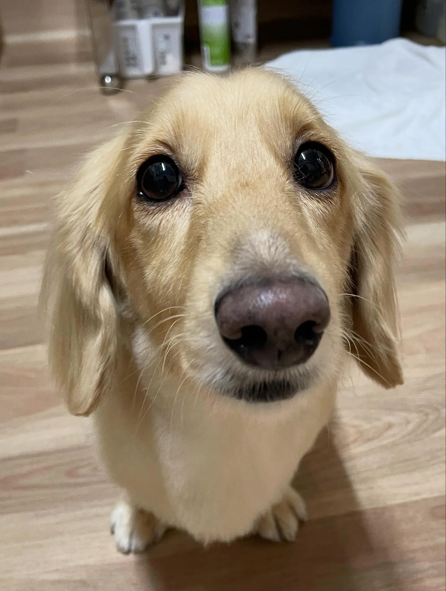 🍃今日のトリミング🍃ダックス🐶｜名東区・千種区・守山区の動物...
