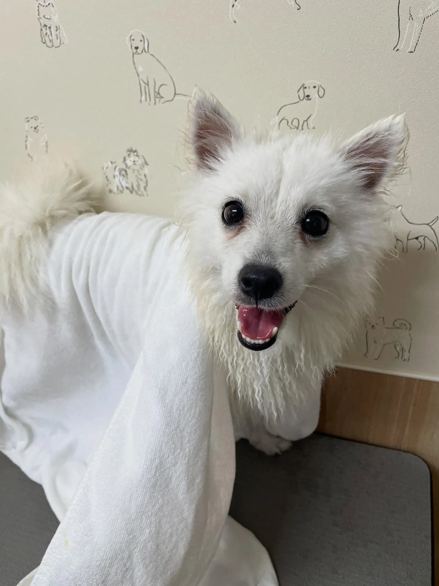 🍃今日のトリミング🍃スピッツ🐶｜名東区・千種区・守山区の動物...
