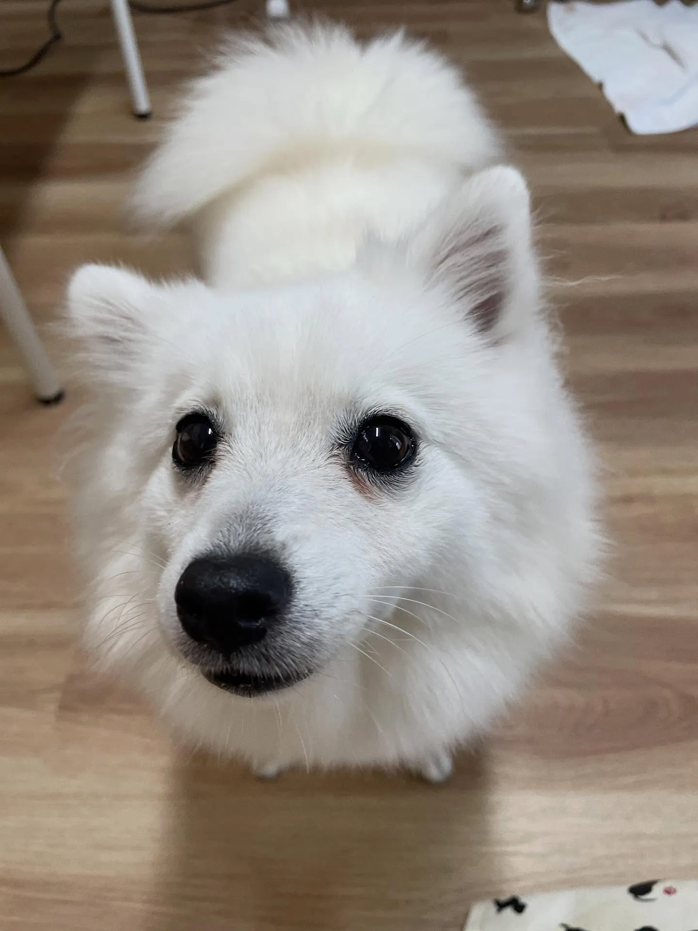 🍃今日のトリミング🍃スピッツ🐶｜名東区・千種区・守山区の動物...