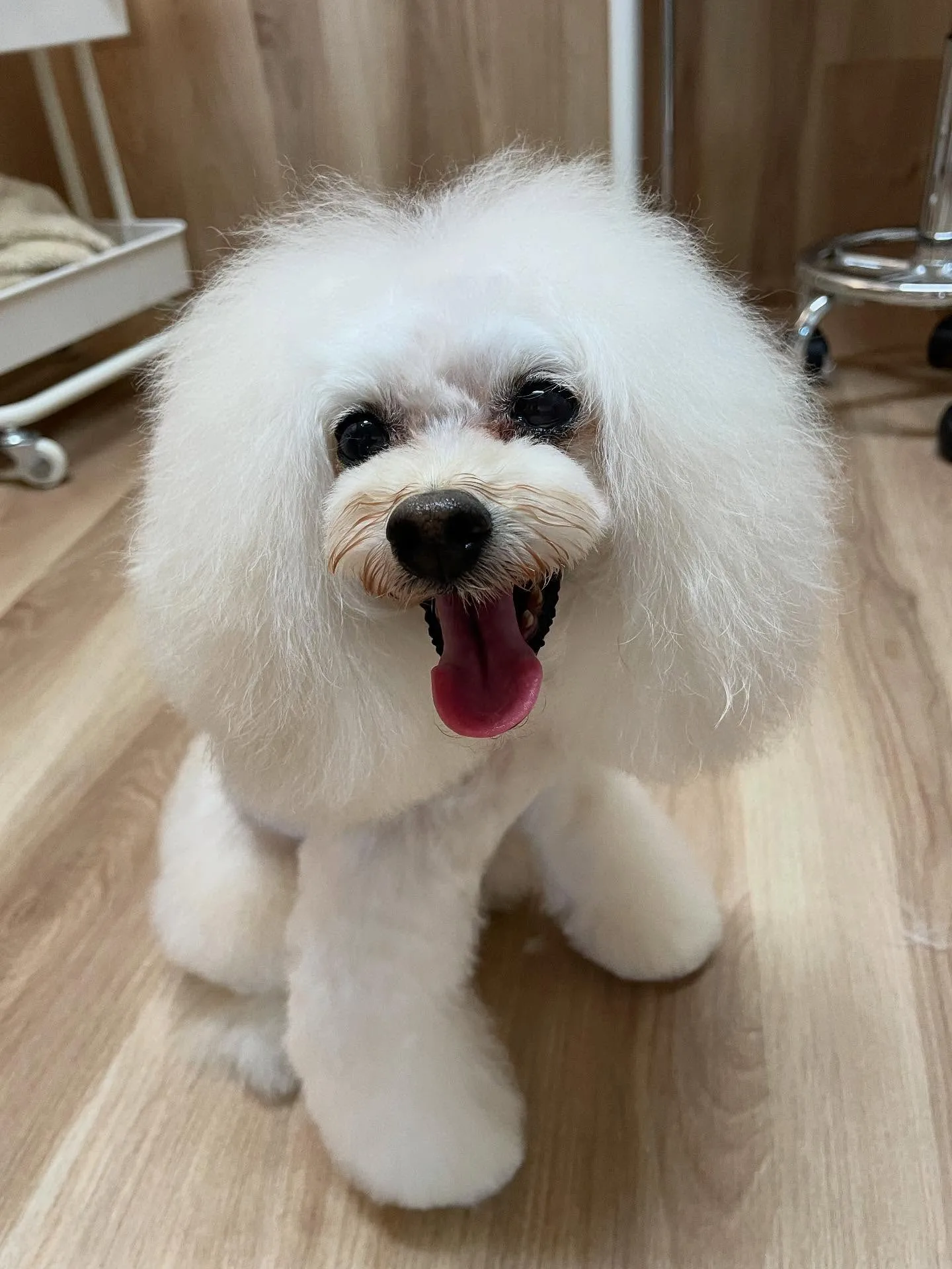 🍃今日のトリミング🍃プードル🐶｜名東区・千種区・守山区の動物...