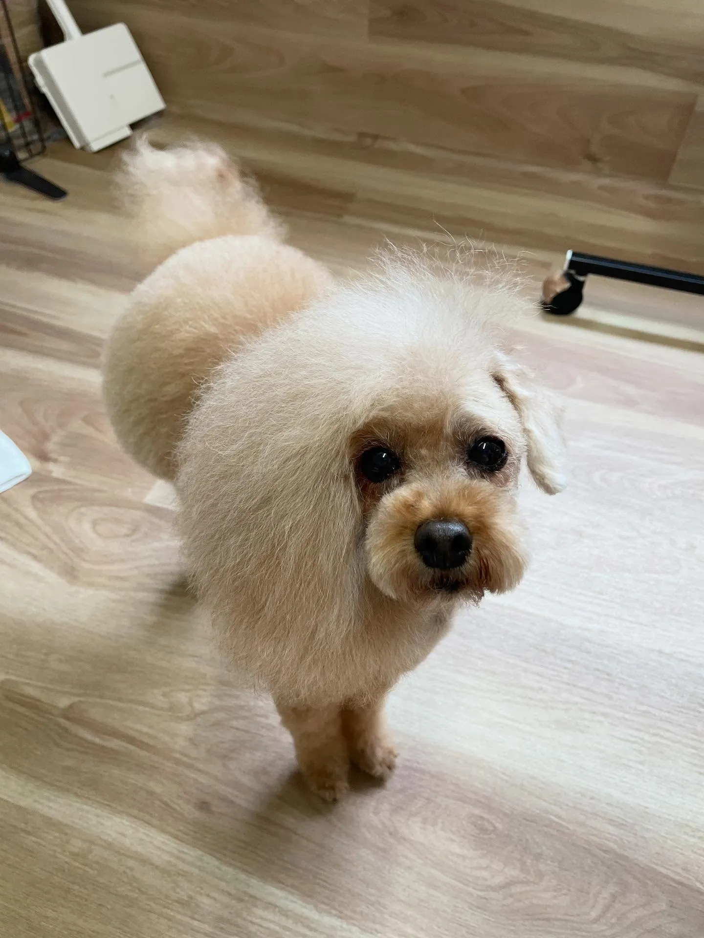🍃今日のトリミング🍃プードル🐶｜名東区・千種区・守山区の動物...