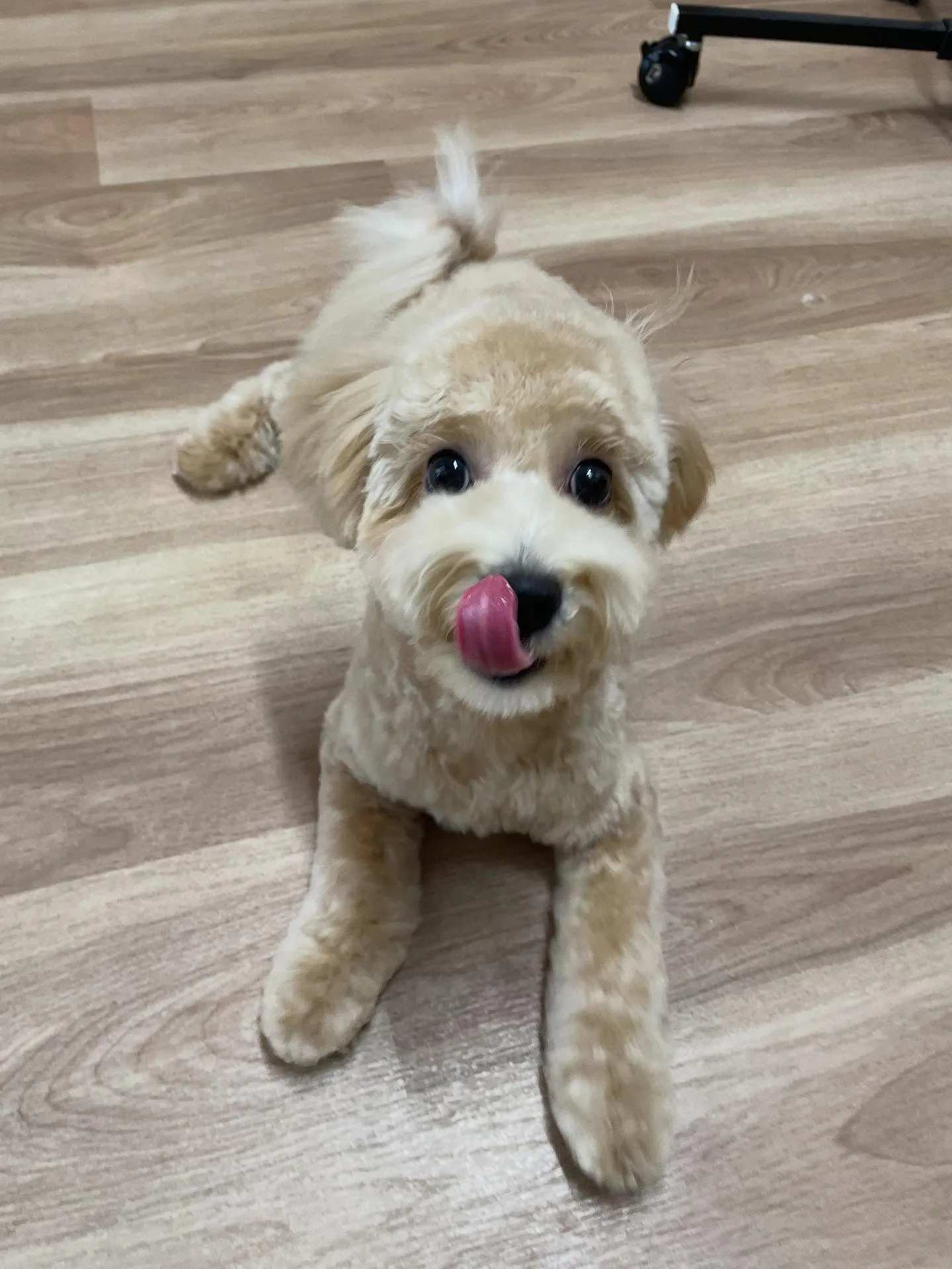 🍃今日のトリミング🍃ミックス犬🐶｜名東区・千種区・守山区の動...