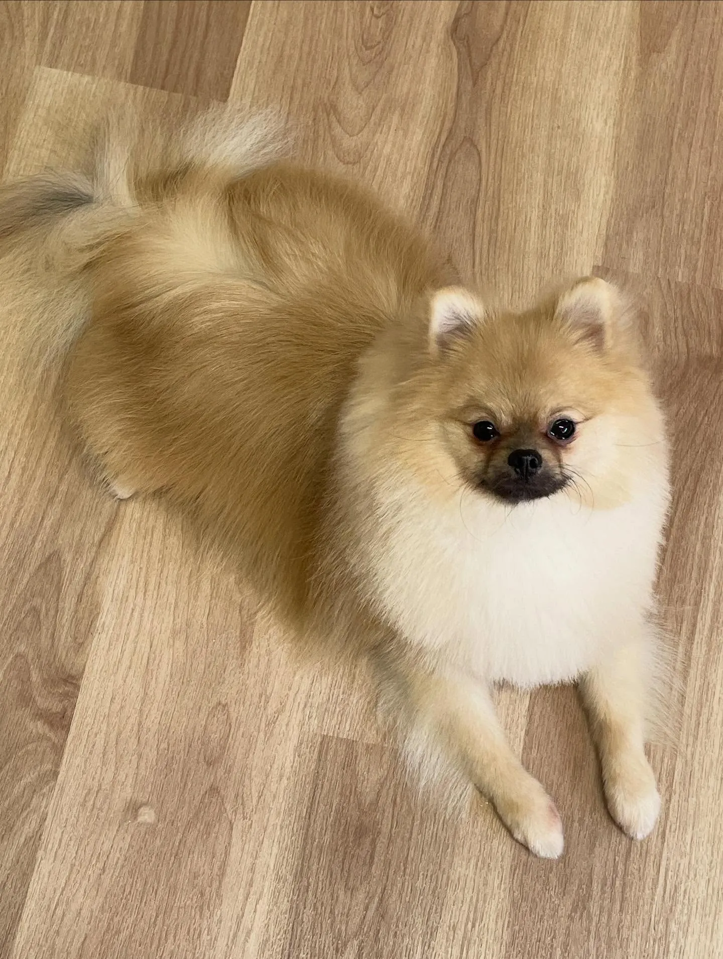 🍃今日のトリミング🍃ポメラニアン🐶｜名東区・千種区・守山区の...