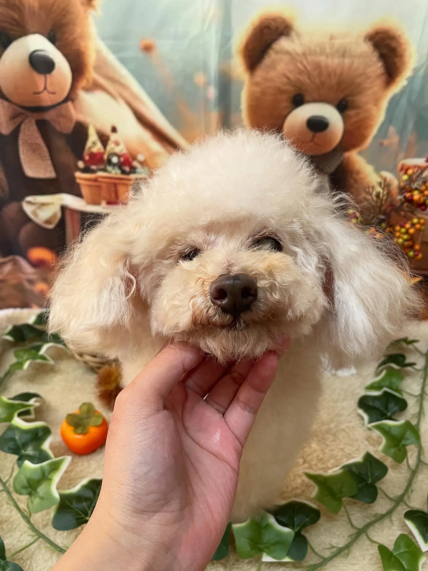 🍃今日のトリミング🍃プードル🐶｜名東区・千種区・守山区の動物...