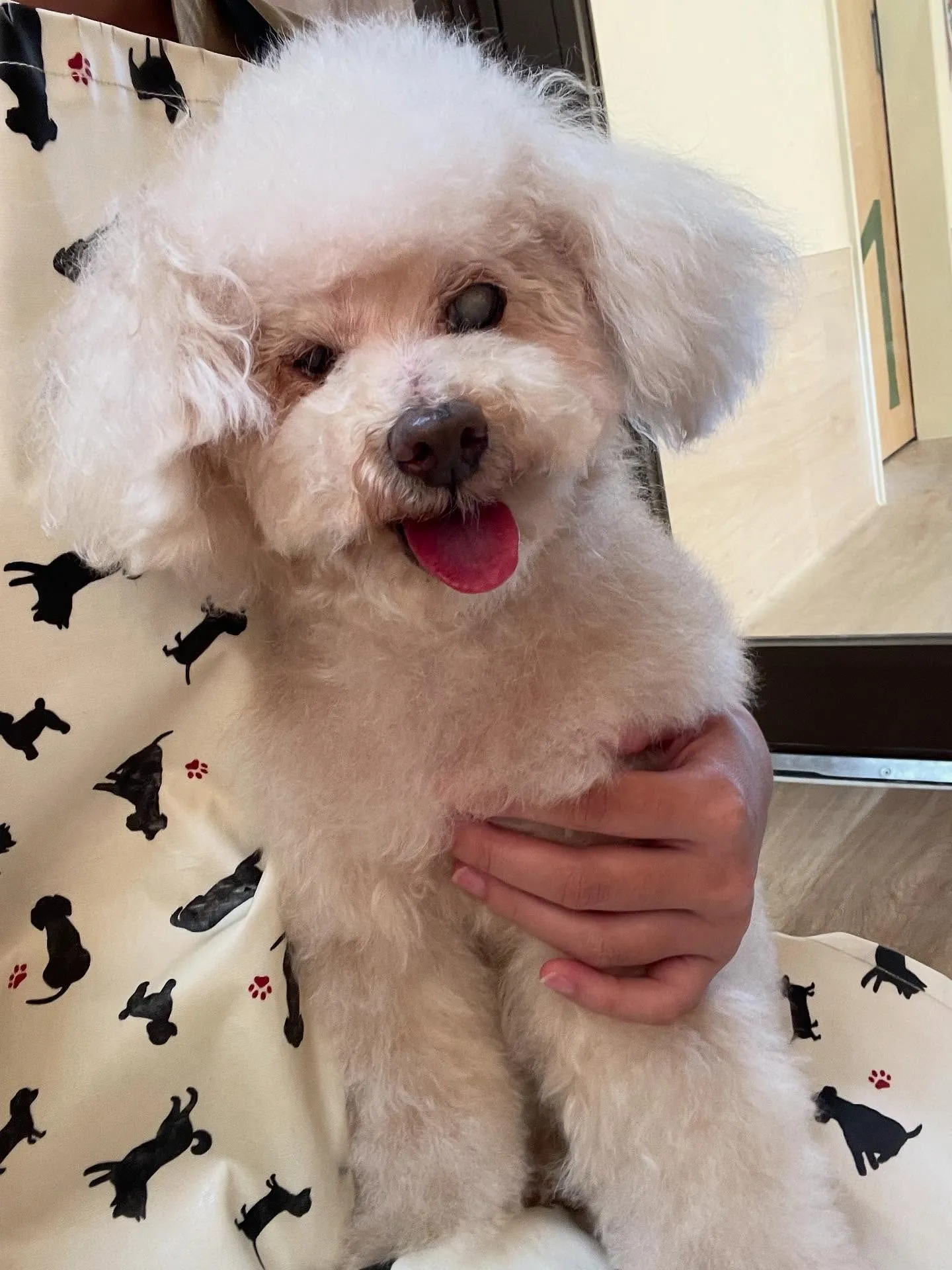 🍃今日のトリミング🍃プードル🐶｜名東区・千種区・守山区の動物...