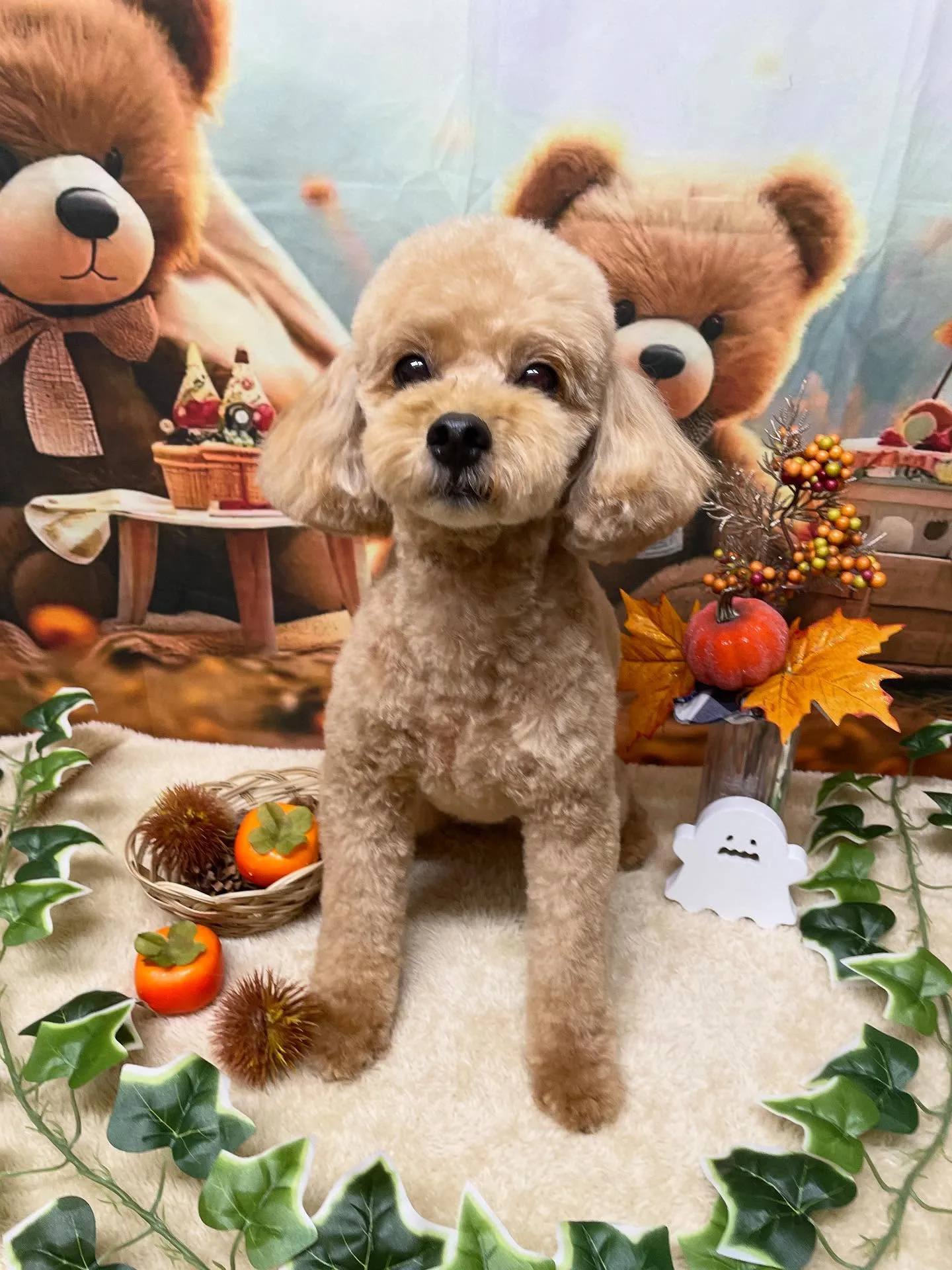 🍃今日のトリミング🍃プードル🐶｜名東区・千種区・守山区の動物...