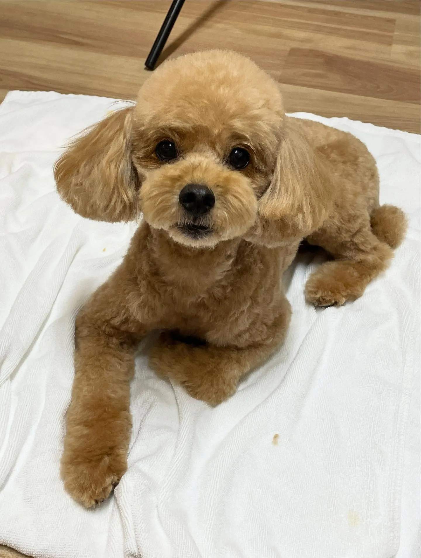 🍃今日のトリミング🍃プードル🐶｜名東区・千種区・守山区の動物...