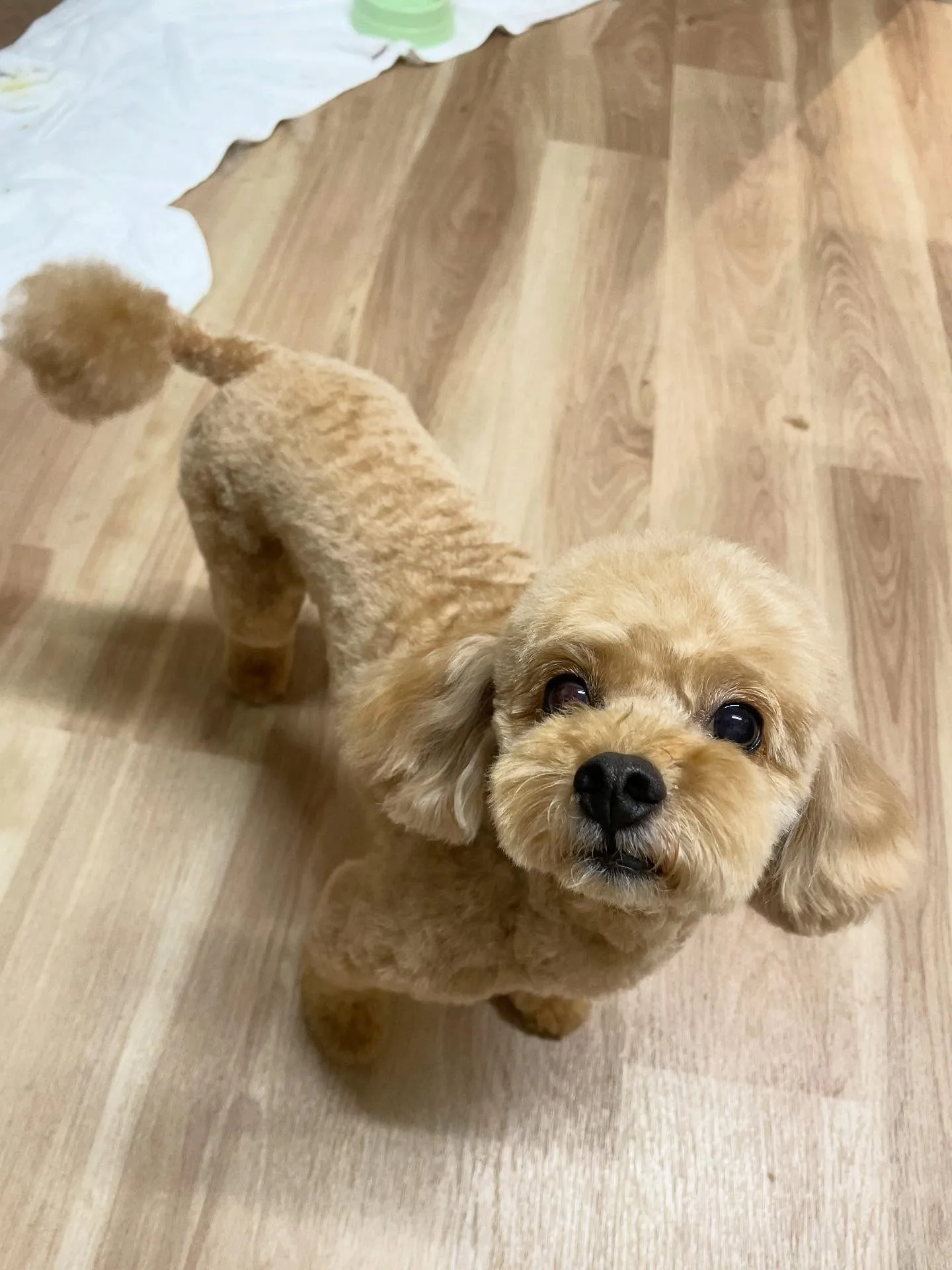 🍃今日のトリミング🍃プードル🐶｜名東区・千種区・守山区の動物...