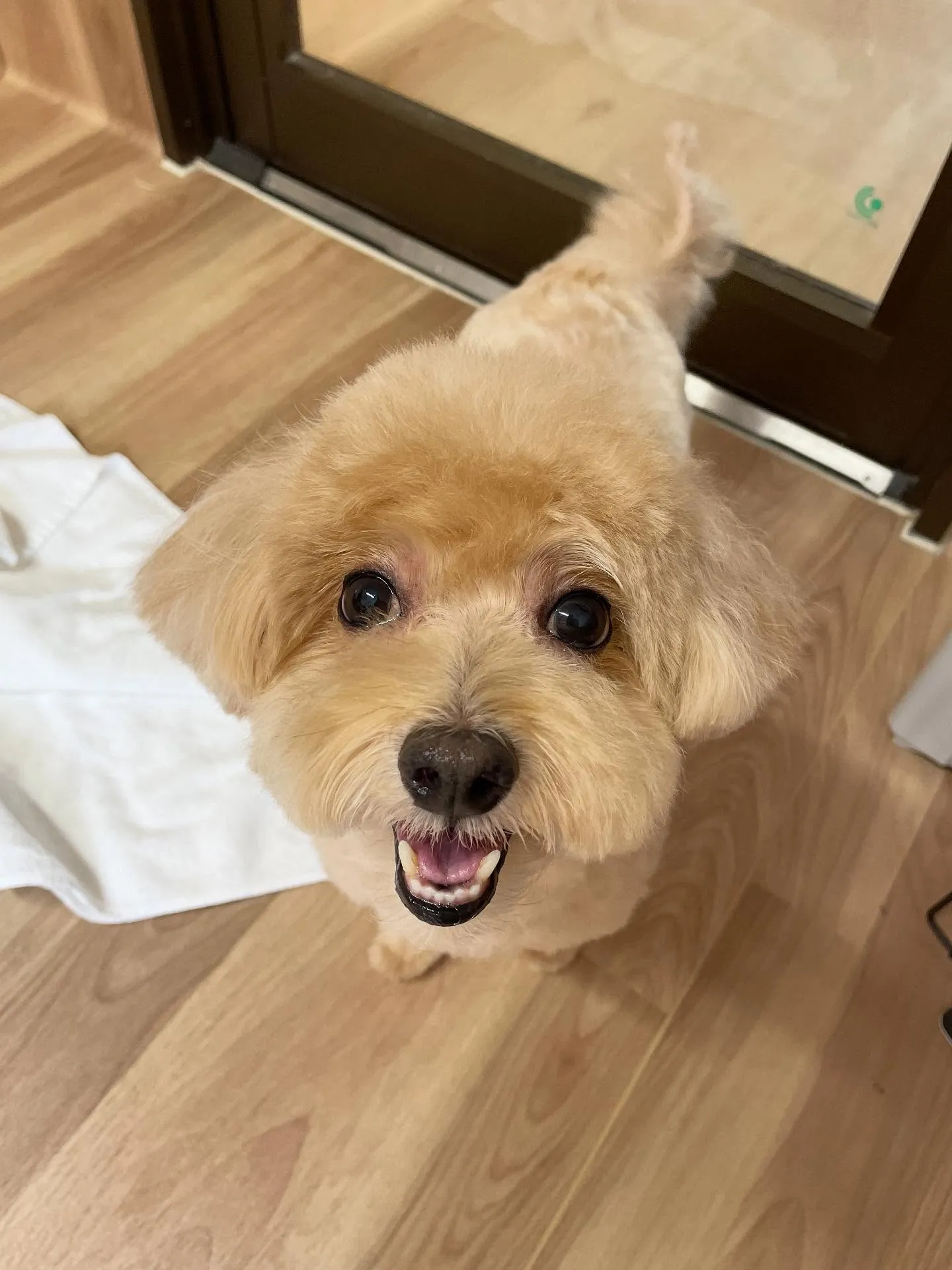 🍃今日のトリミング🍃ミックス犬🐶｜名東区・千種区・守山区の動...