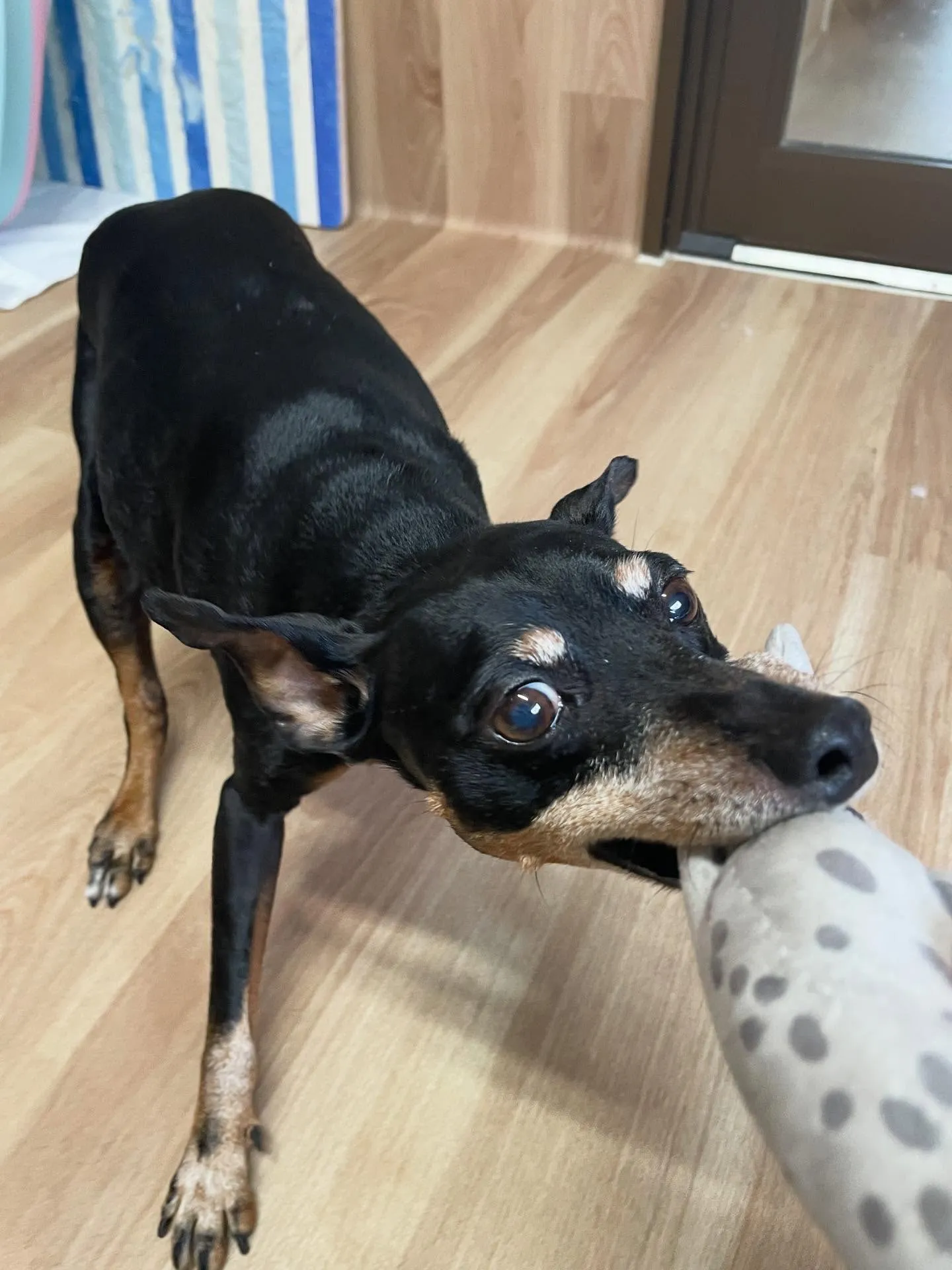 🍃今日のトリミング🍃ミニチュアピンシャー 🐶｜名東区・千種区...
