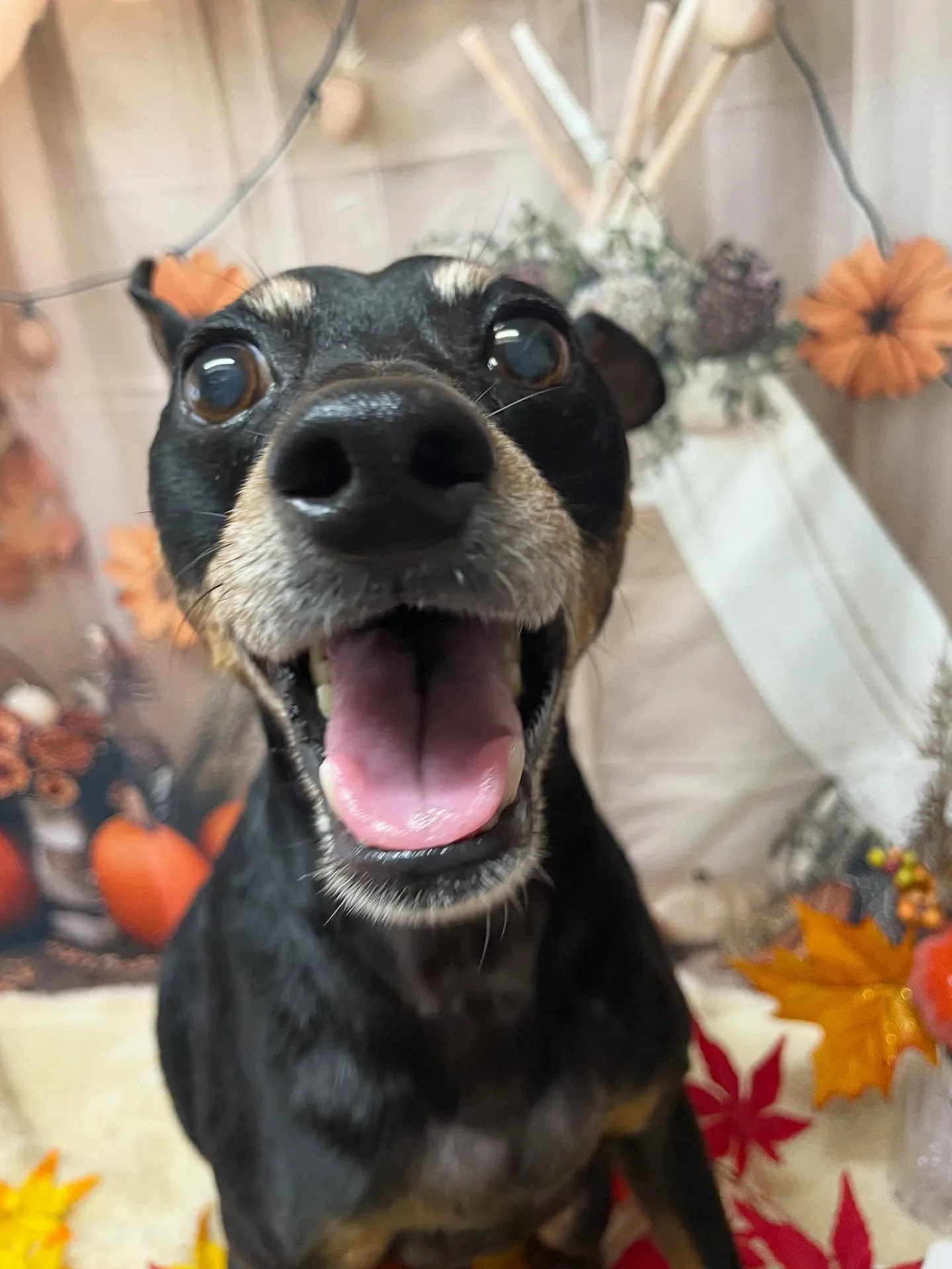 🍃今日のトリミング🍃ミニチュアピンシャー 🐶｜名東区・千種区...