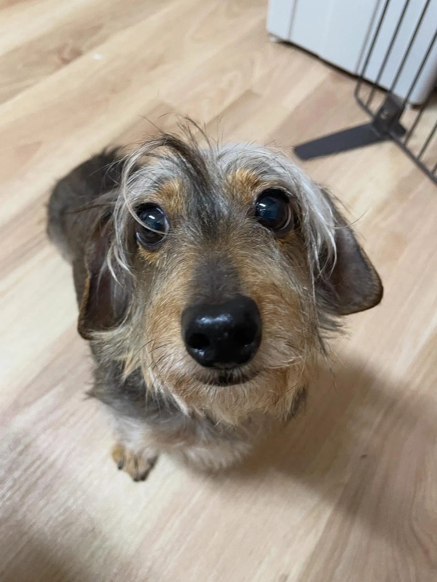 🍃今日のトリミング🍃シーズー🐶ダックス🐶｜名東区・千種区・守...