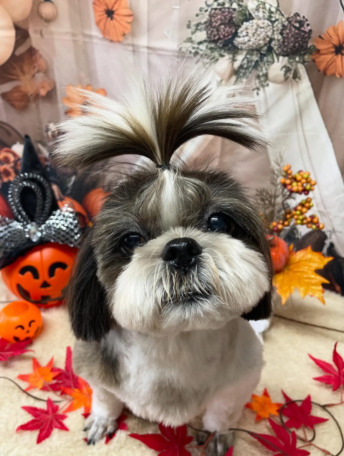🍃今日のトリミング🍃シーズー🐶ダックス🐶｜名東区・千種区・守...