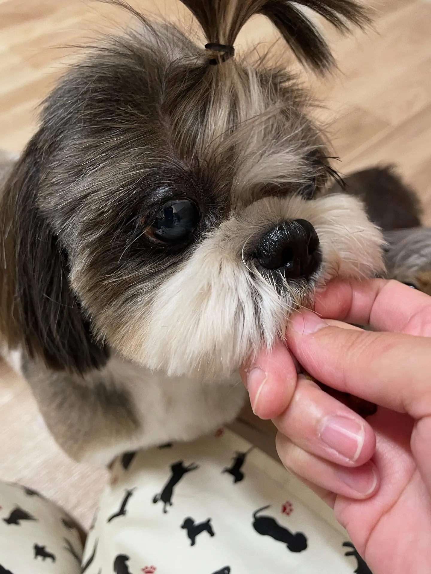 🍃今日のトリミング🍃シーズー🐶ダックス🐶｜名東区・千種区・守...