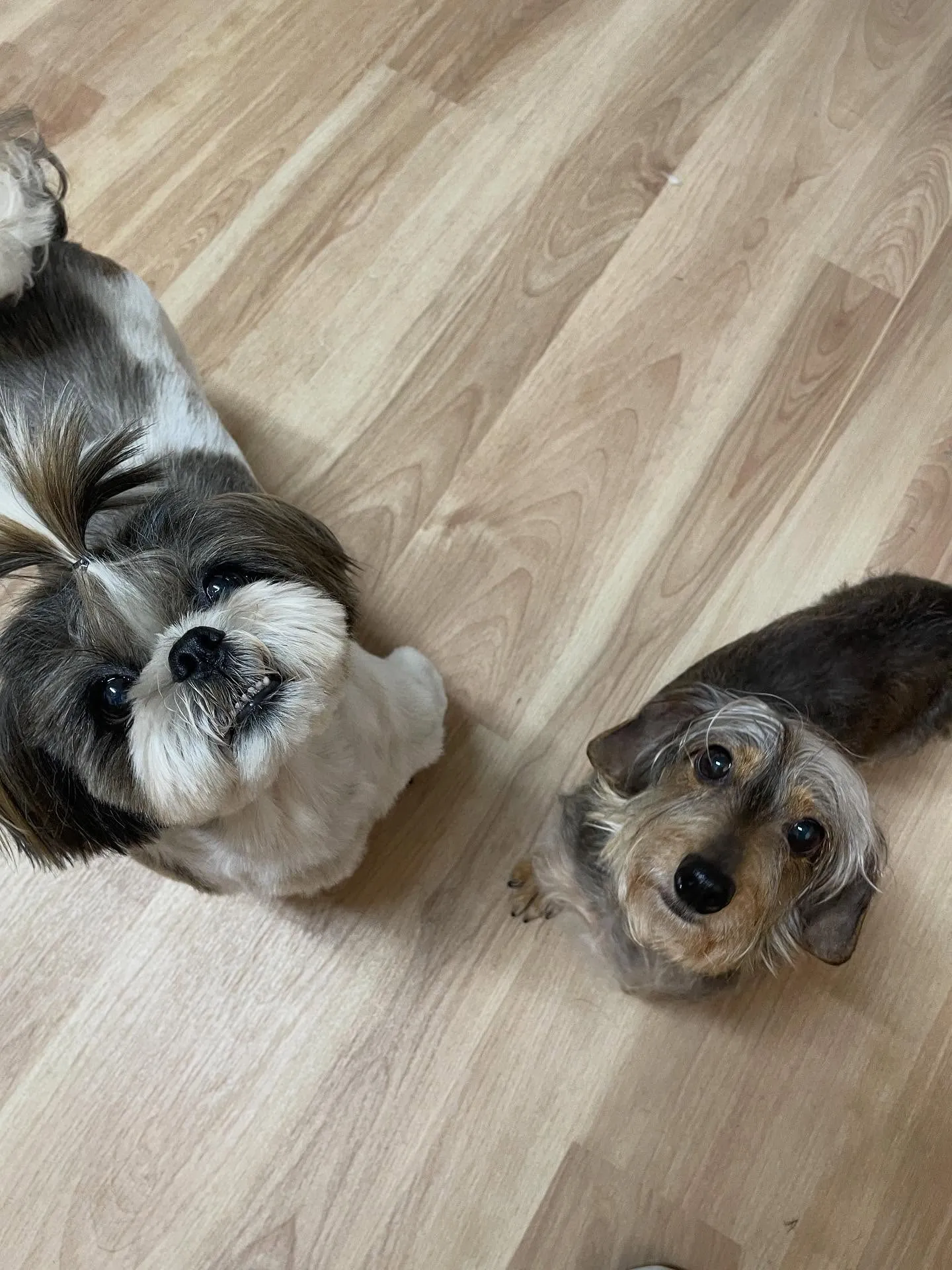 🍃今日のトリミング🍃シーズー🐶ダックス🐶｜名東区・千種区・守...