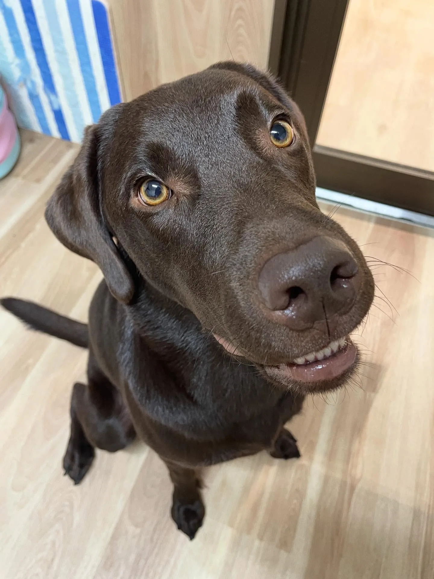 🍃今日のトリミング🍃ラブラドールレトリバー🐶｜名東区・千種区...