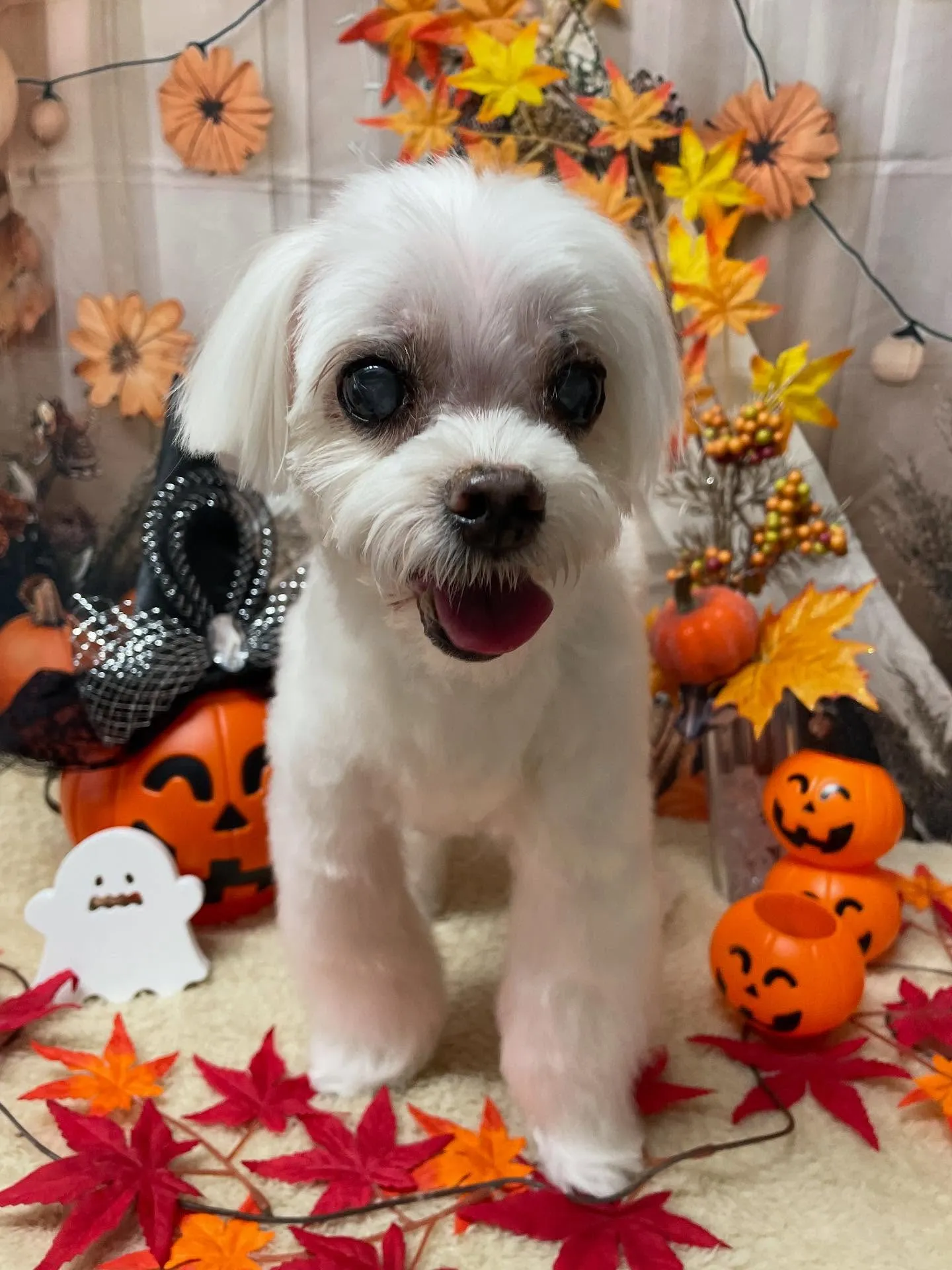 🍃今日のトリミング🍃マルチーズ🐶｜名東区・千種区・守山区の動...
