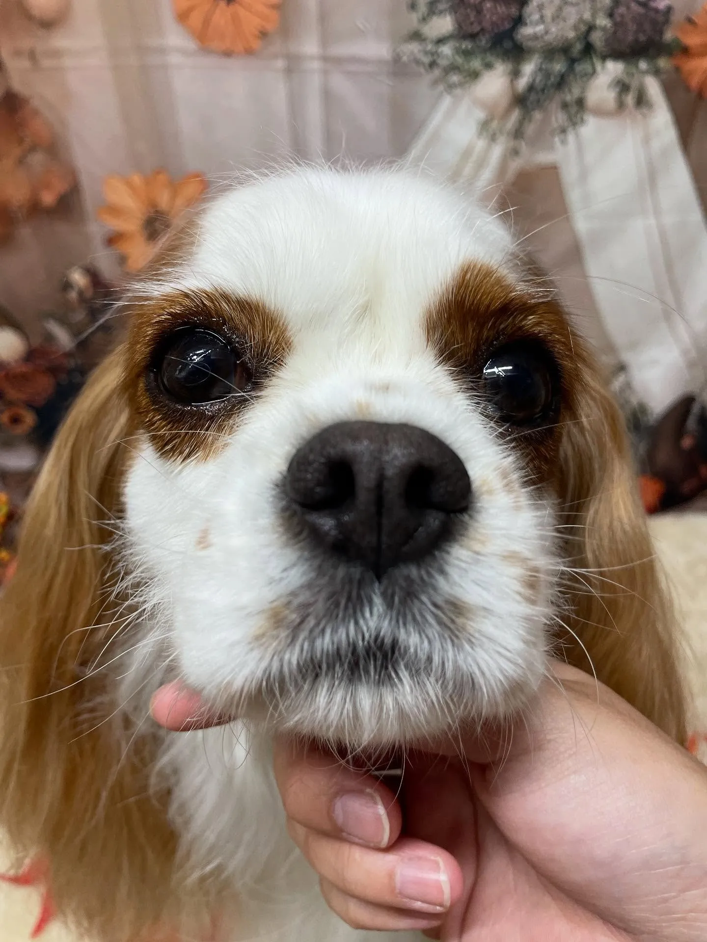 🍃今日のトリミング🍃キャバリア🐶｜名東区・千種区・守山区の動...
