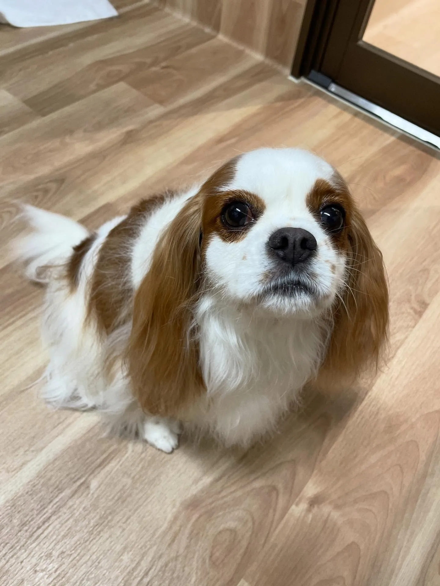 🍃今日のトリミング🍃キャバリア🐶｜名東区・千種区・守山区の動...