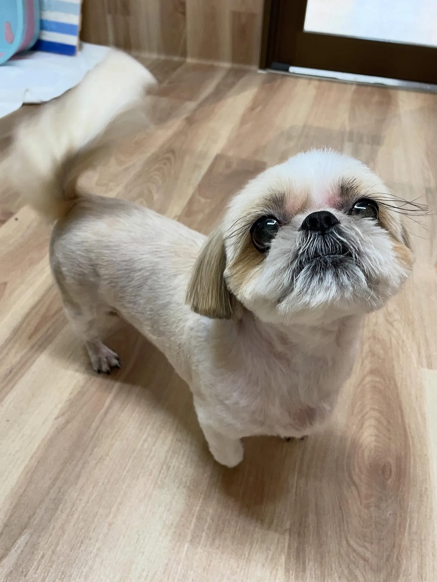 🍃今日のトリミング🍃シーズー🐶｜名東区・千種区・守山区の動物...
