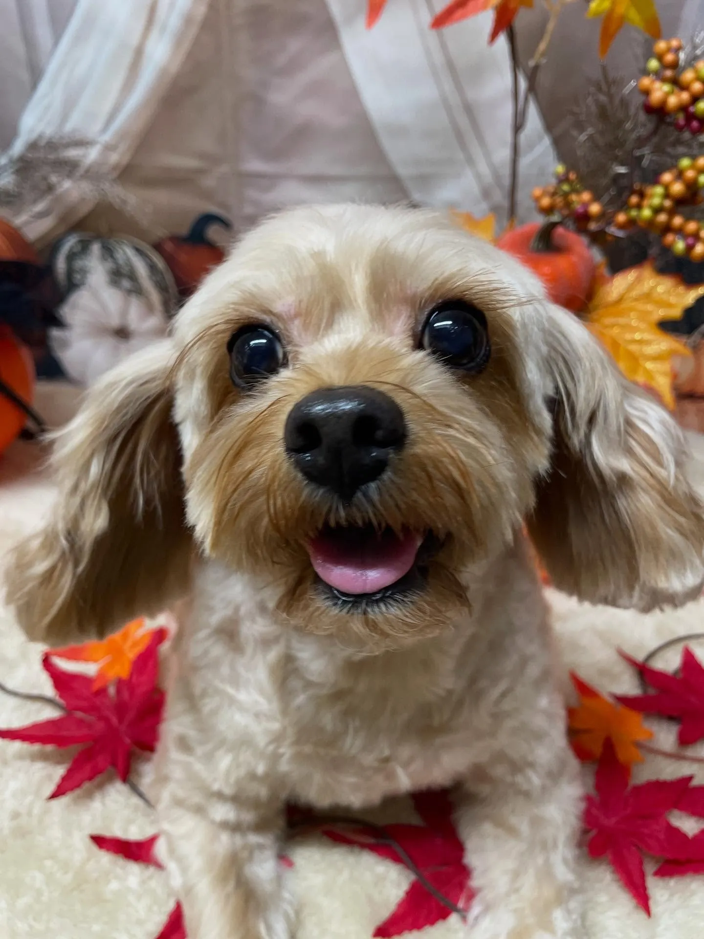 🍃今日のトリミング🍃ミックス犬🐶｜名東区・千種区・守山区の動...