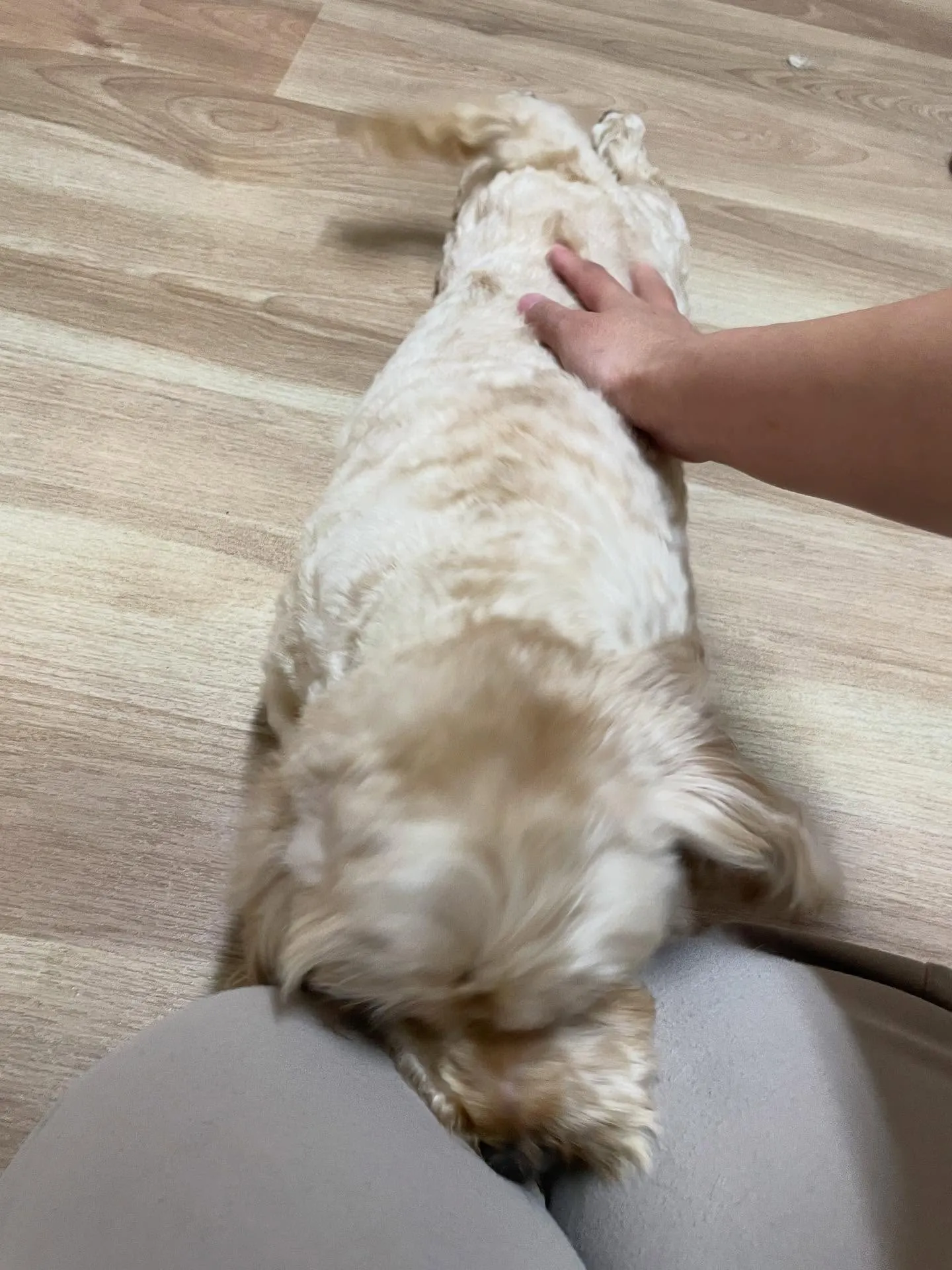 🍃今日のトリミング🍃ミックス犬🐶｜名東区・千種区・守山区の動...