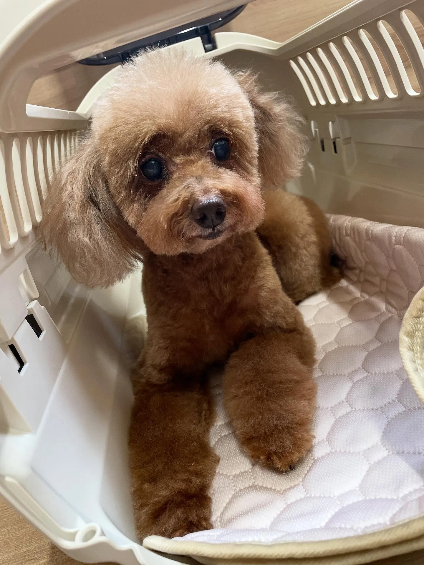 🍃今日のトリミング🍃プードル🐶｜名東区・千種区・守山区の動物...