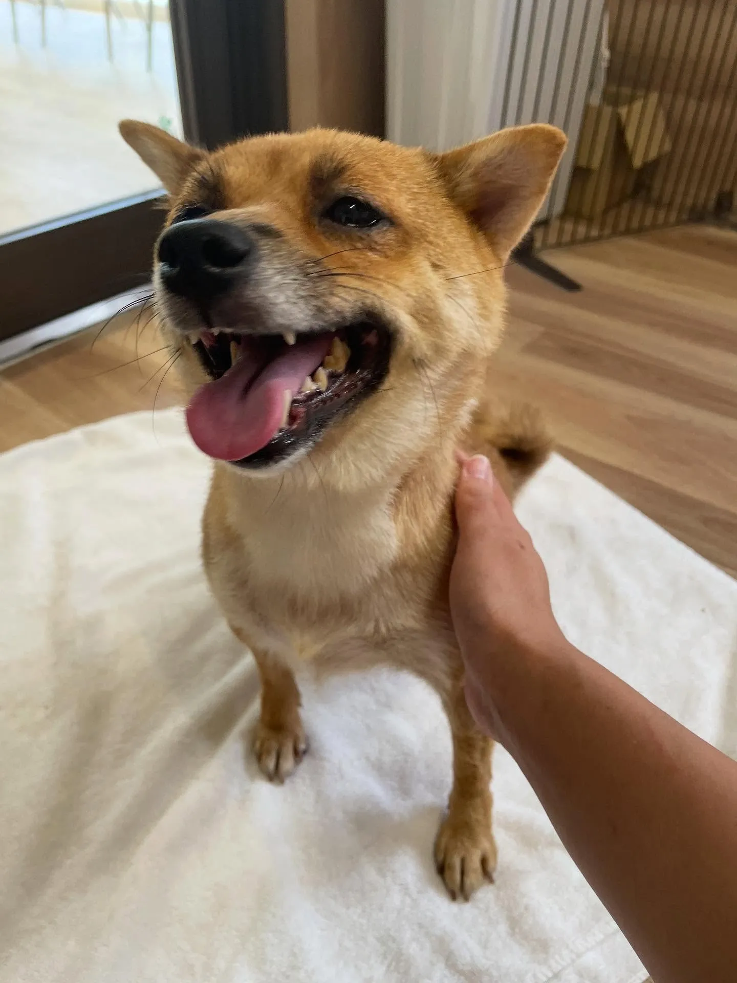 🍃今日のトリミング🍃柴犬🐶｜名東区・千種区・守山区の動物病院...