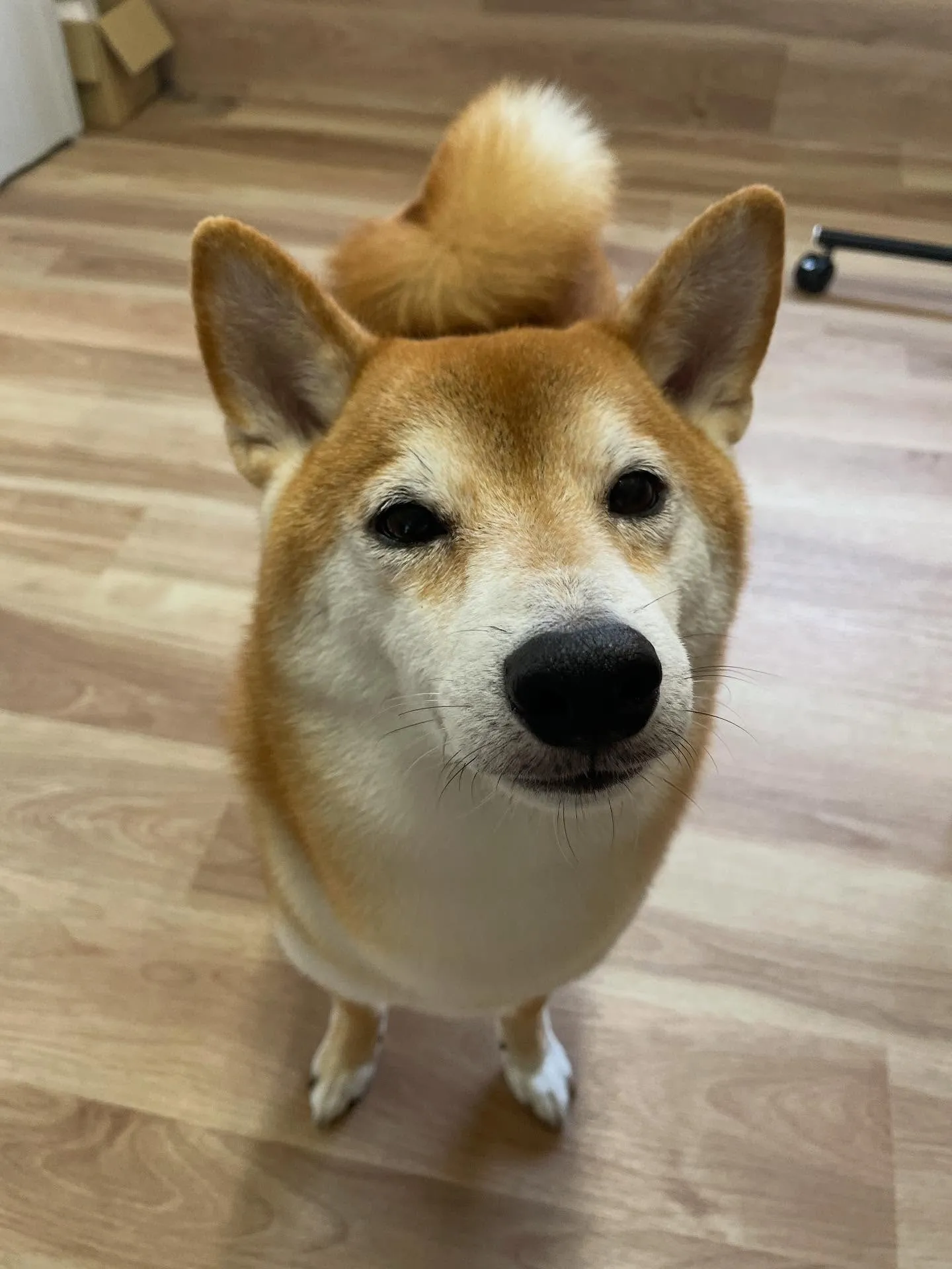 🍃今日のトリミング🍃柴犬🐶｜名東区・千種区・守山区の動物病院...