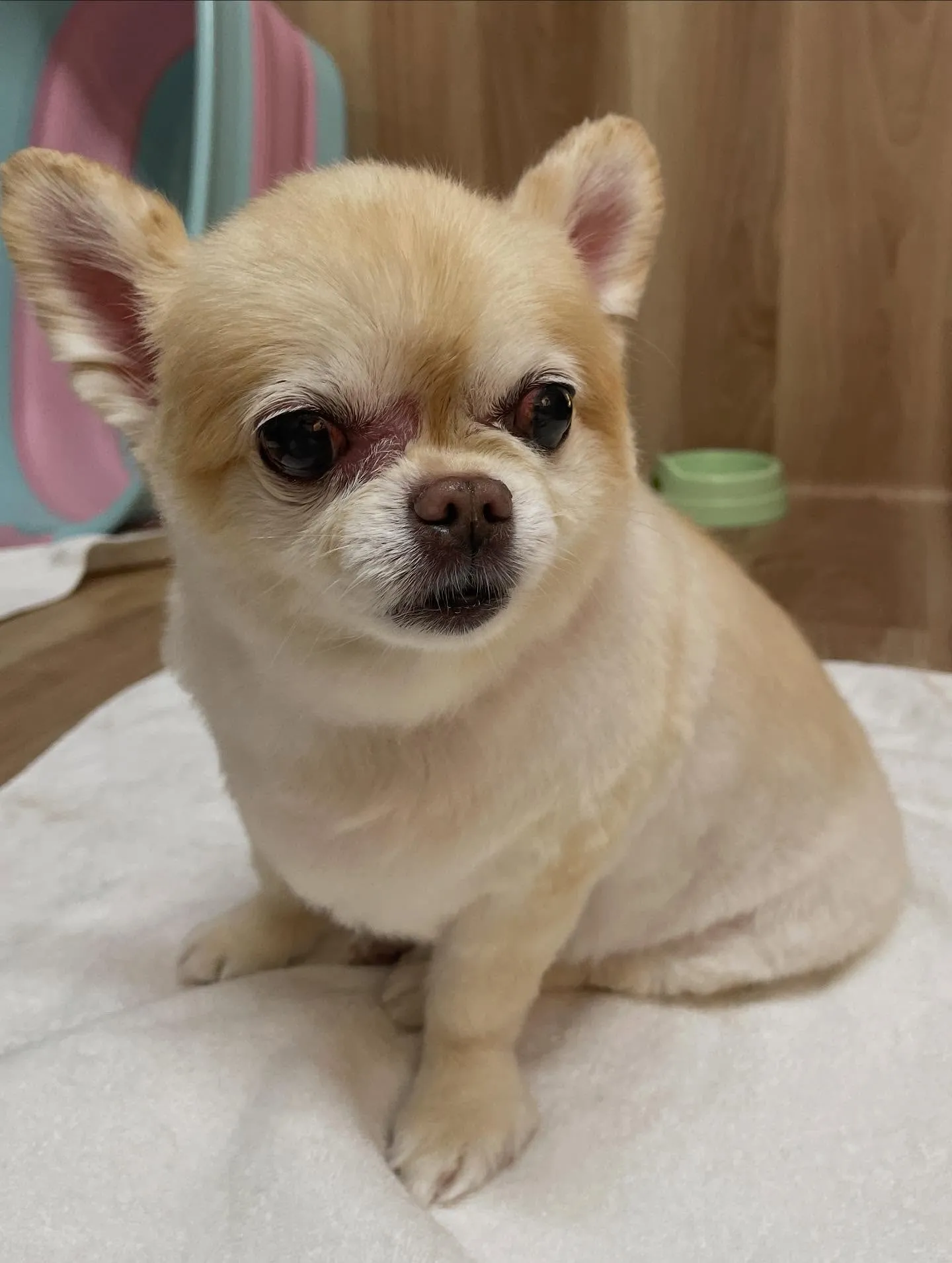 🍃今日のトリミング🍃チワワ🐶｜名東区・千種区・守山区の動物病...