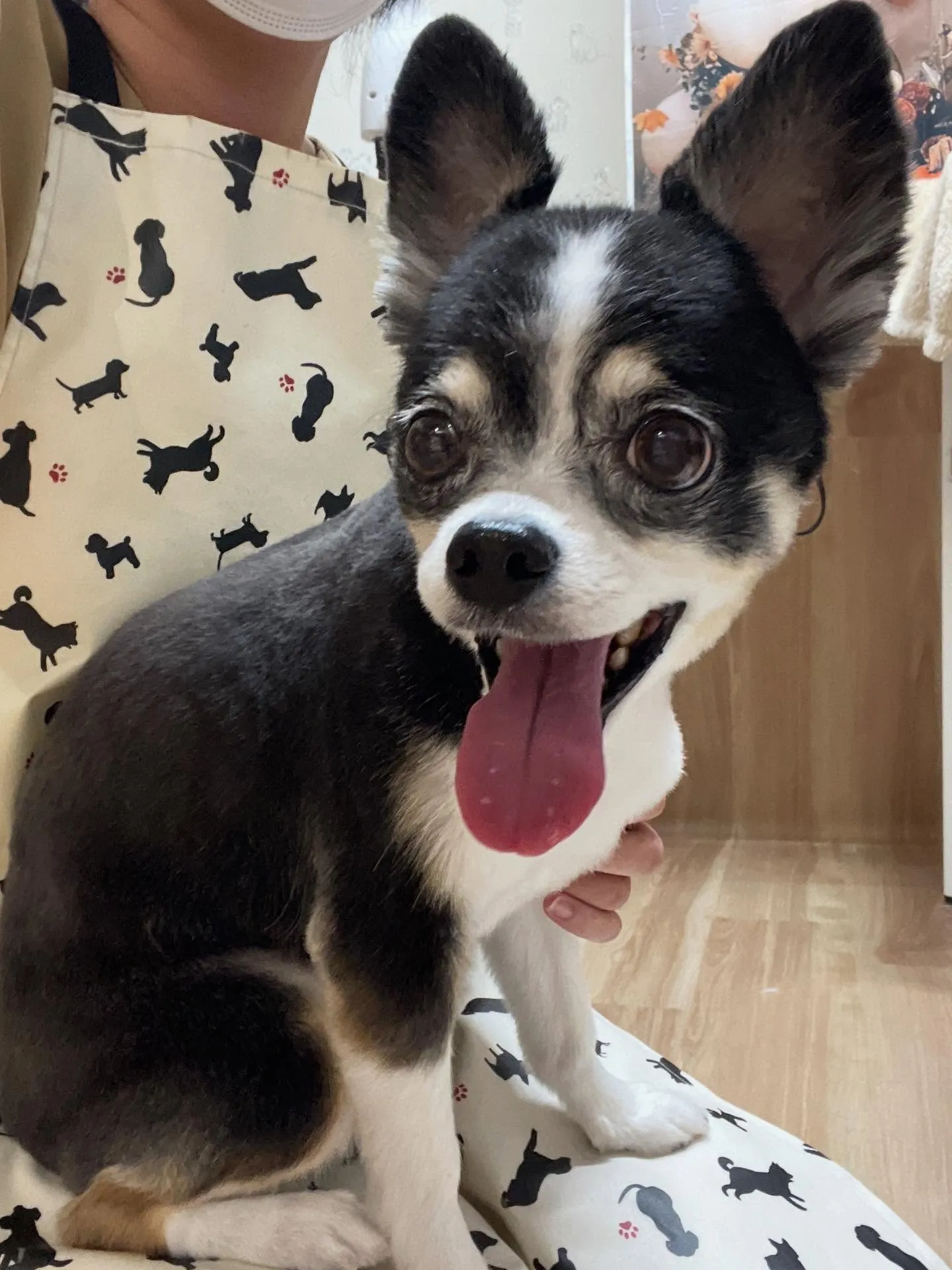🍃今日のトリミング🍃ミックス犬🐶｜名東区・千種区・守山区の動...