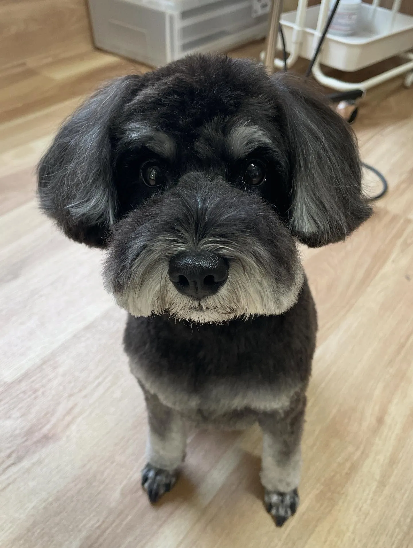 🍃今日のトリミング🍃シュナウザー🐶｜名東区・千種区・守山区の...