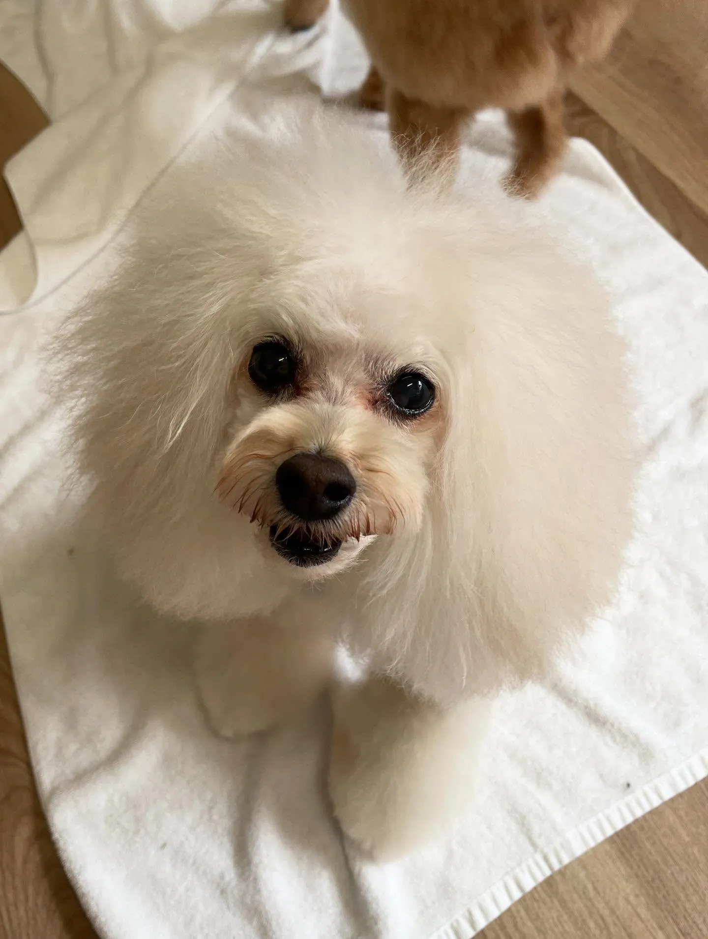 🍃今日のトリミング🍃プードル🐶｜名東区・千種区・守山区の動物...