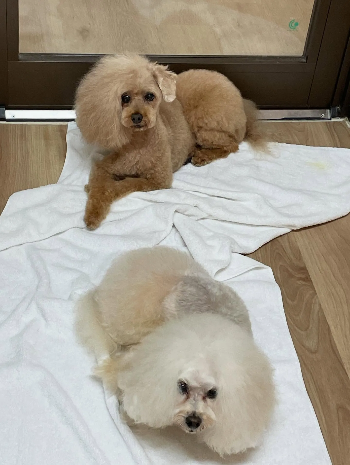 🍃今日のトリミング🍃プードル🐶｜名東区・千種区・守山区の動物...