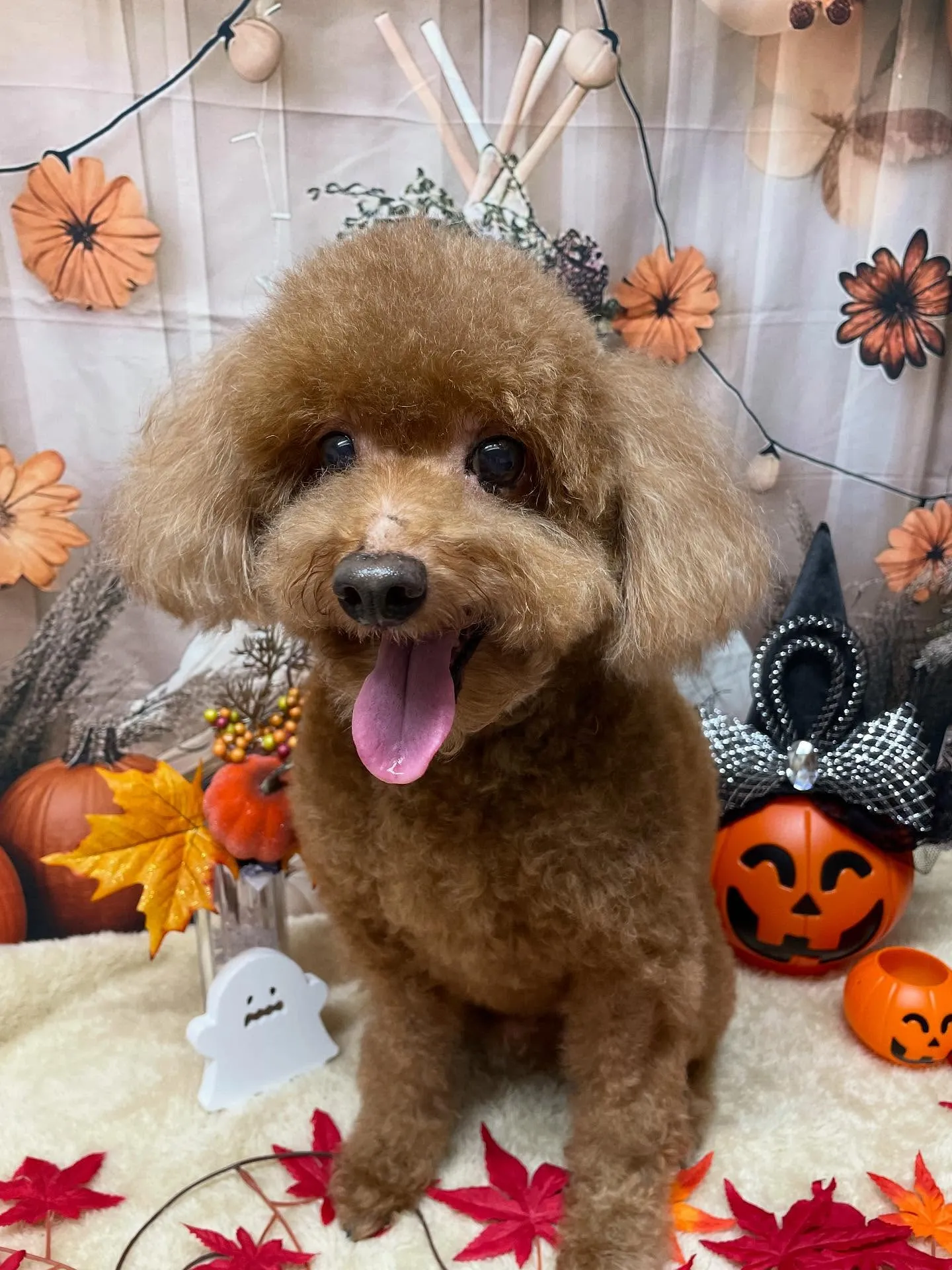 🍃今日のトリミング🍃プードル🐶｜名東区・千種区・守山区の動物...