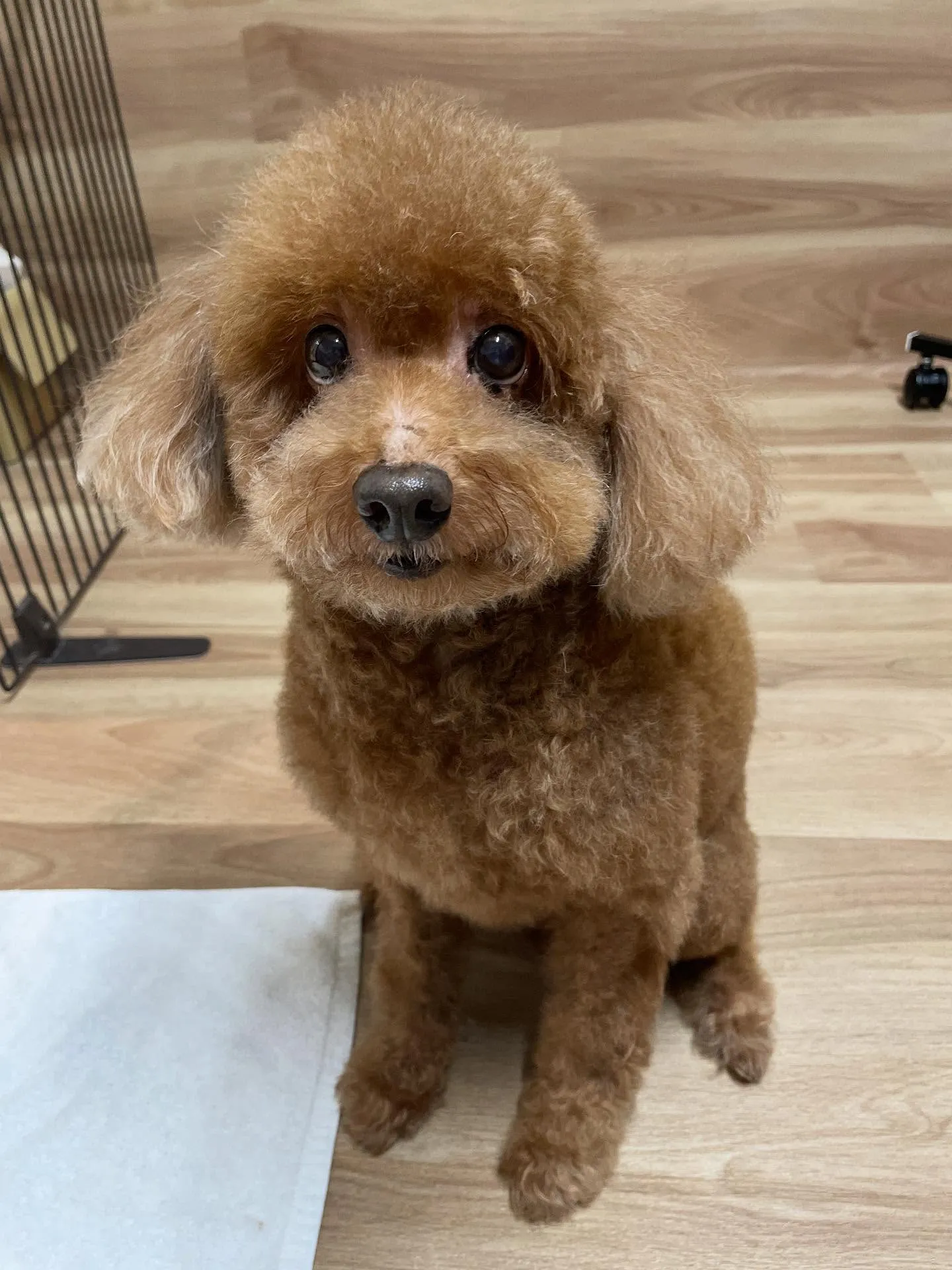 🍃今日のトリミング🍃プードル🐶｜名東区・千種区・守山区の動物...