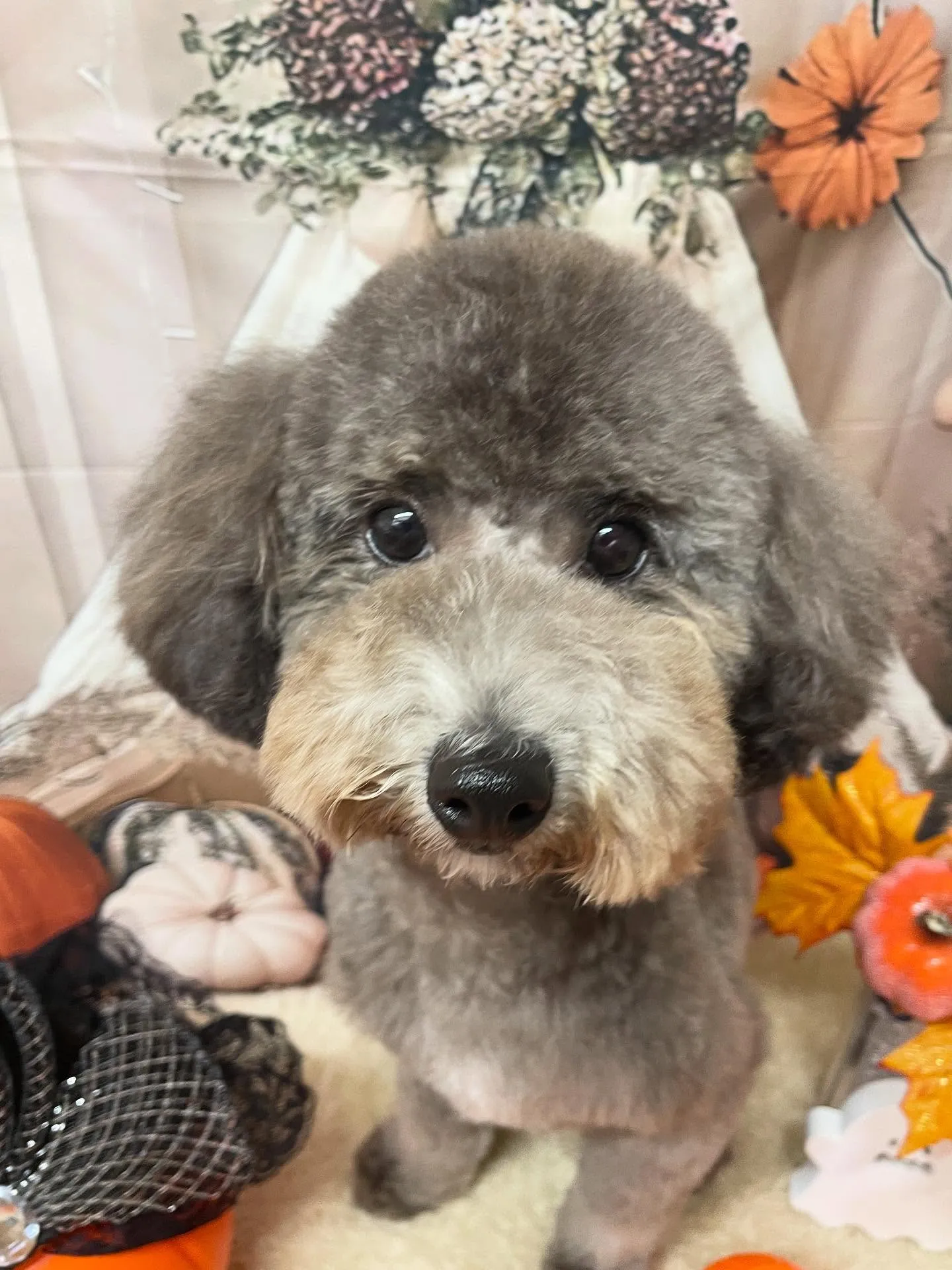 🍃今日のトリミング🍃プードル🐶｜名東区・千種区・守山区の動物...
